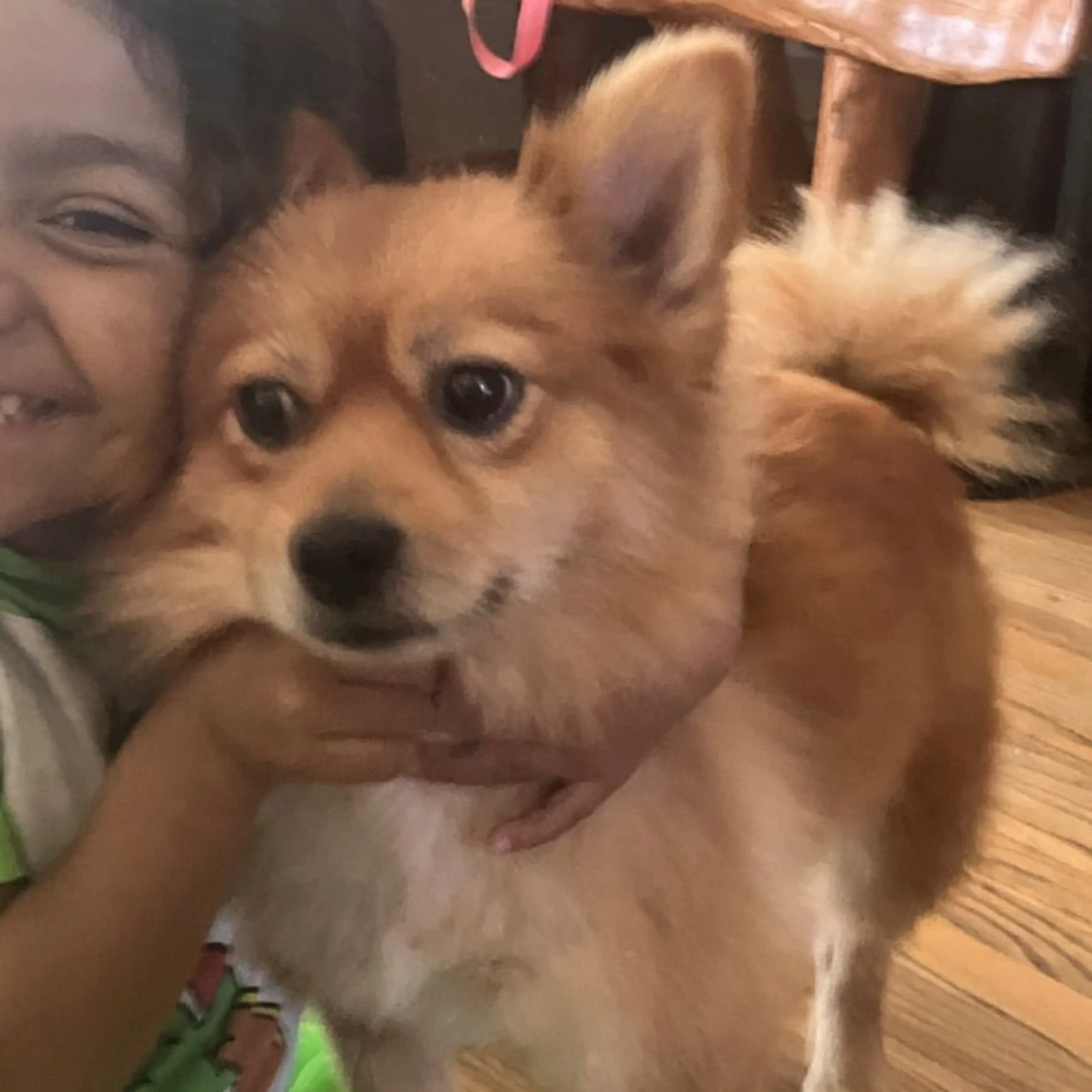 Lost pet