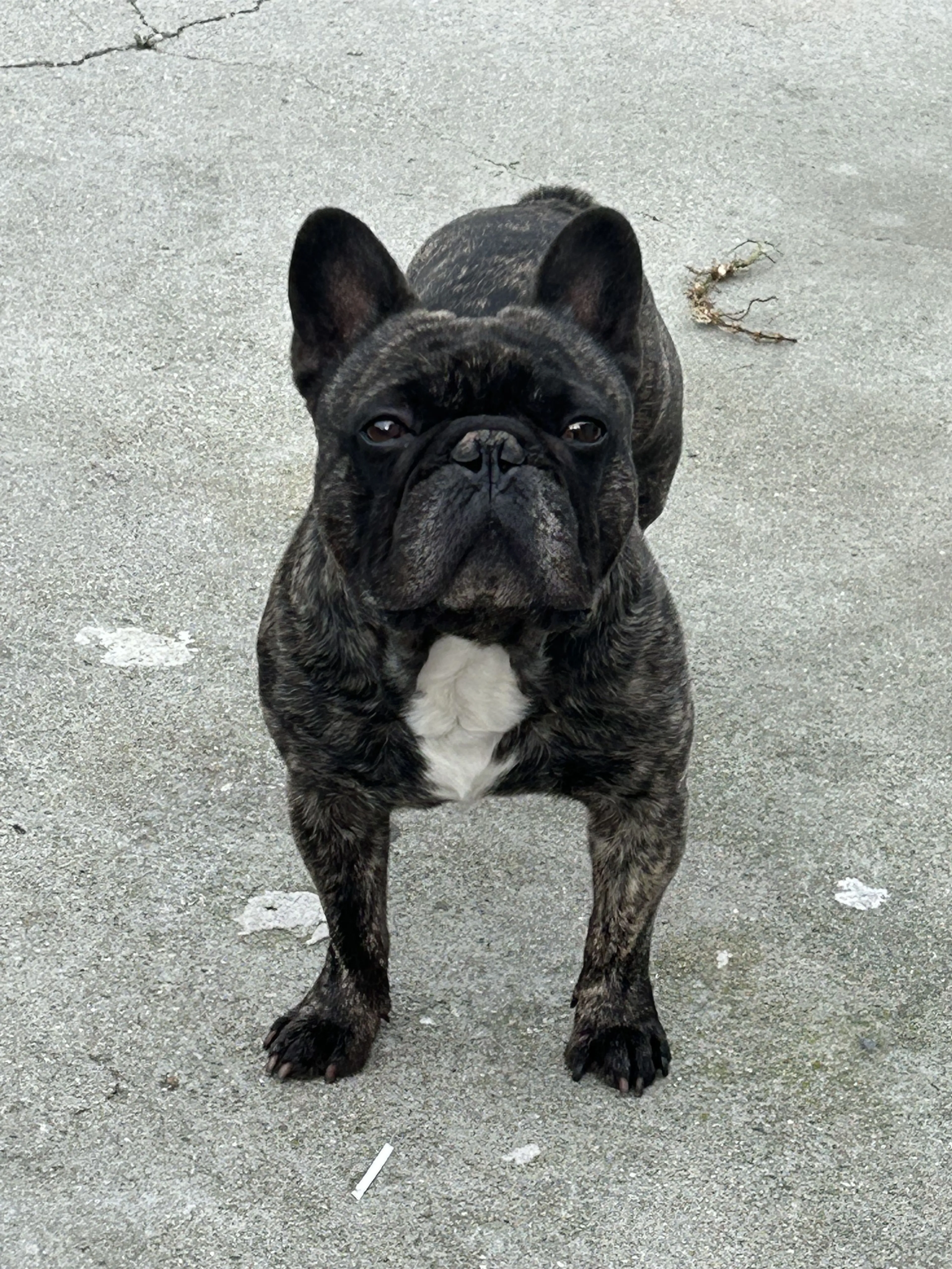 Lost pet