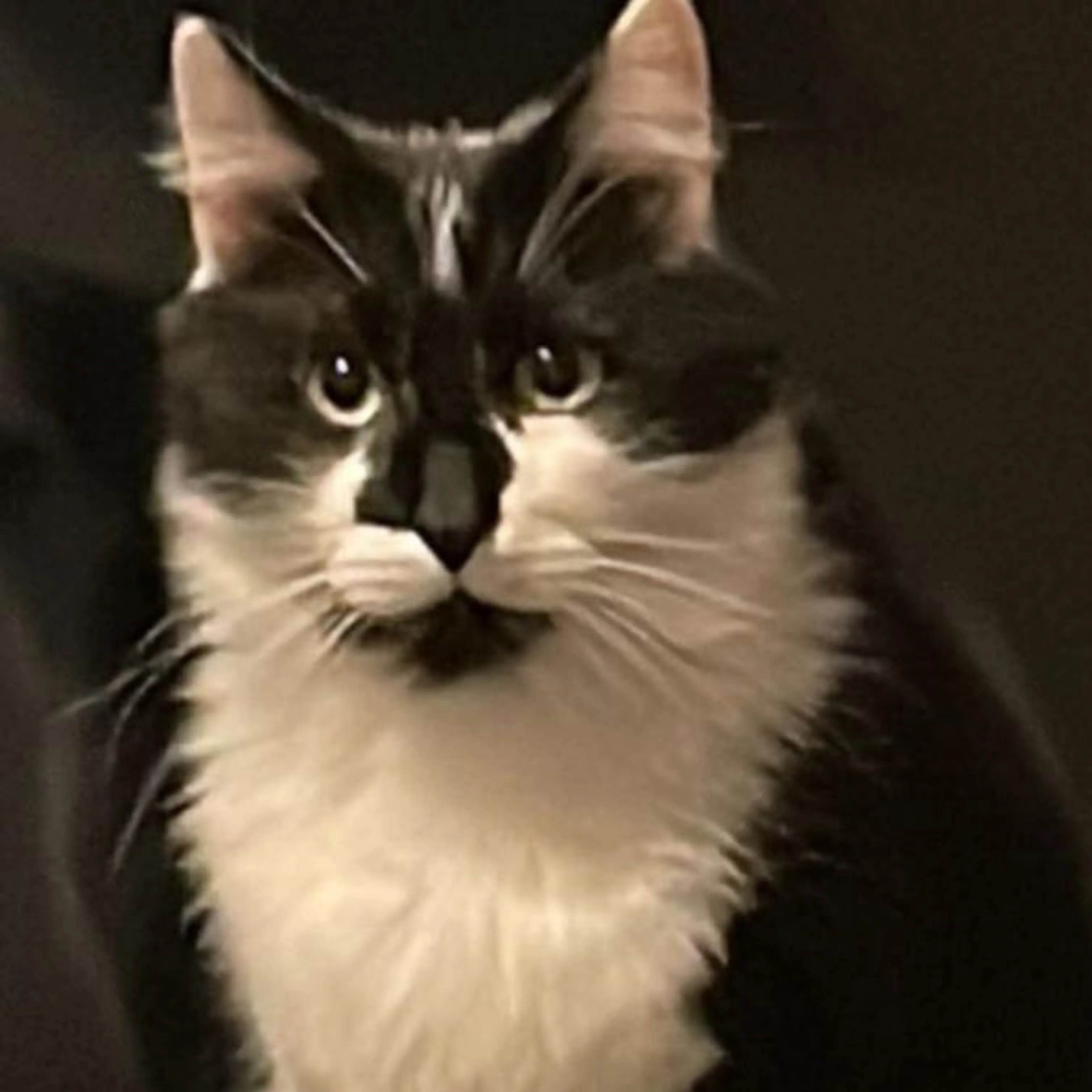 Lost pet