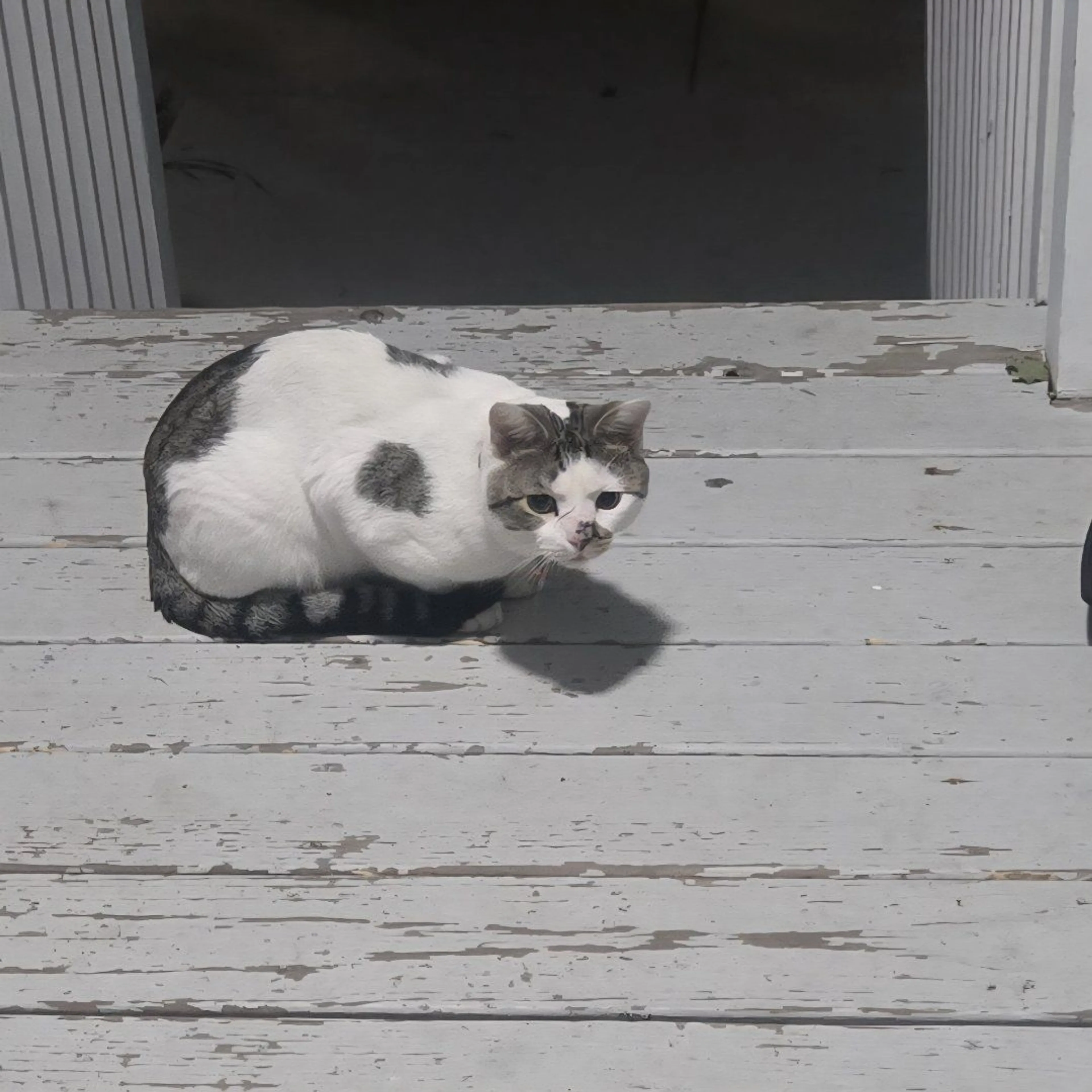 Lost pet