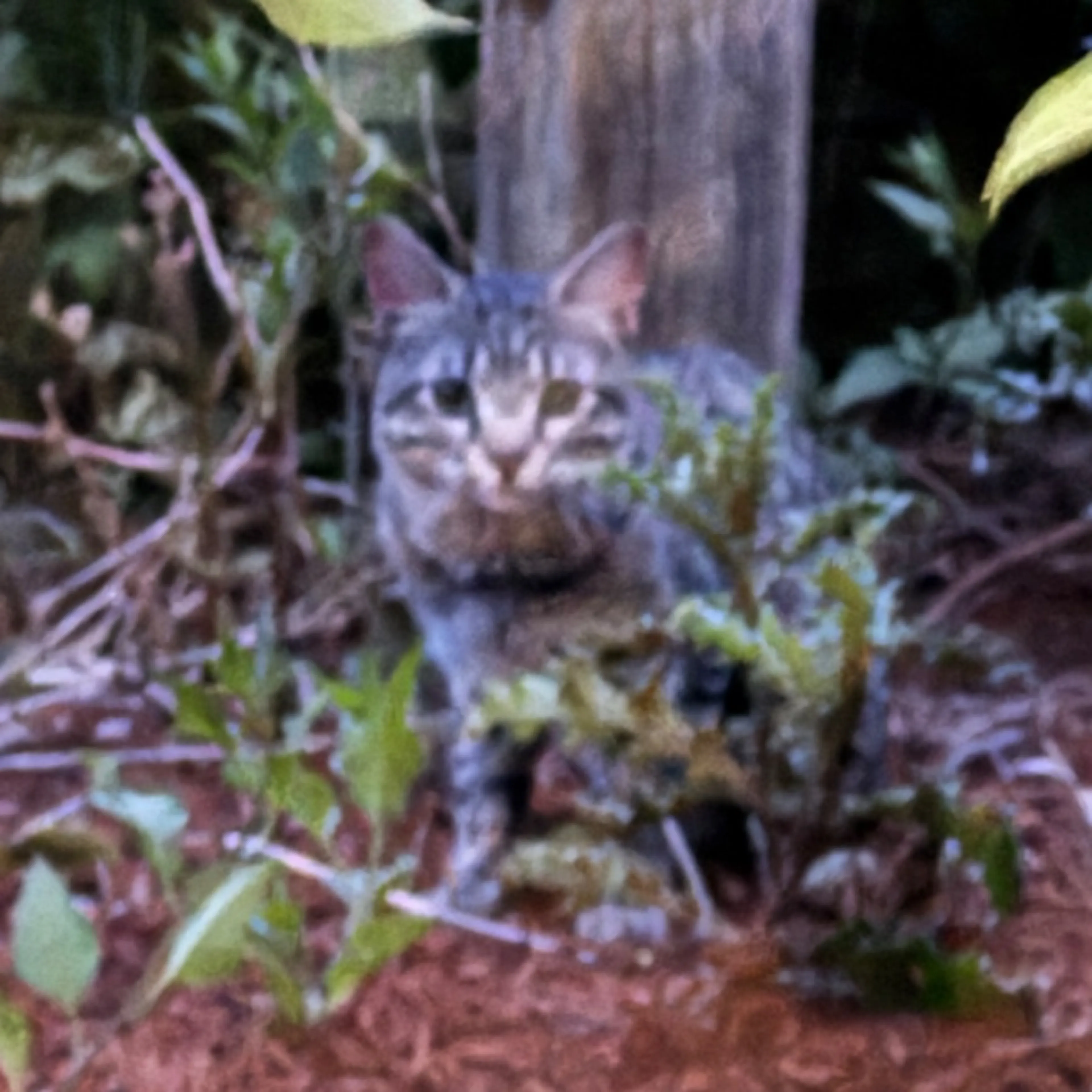 Found pet