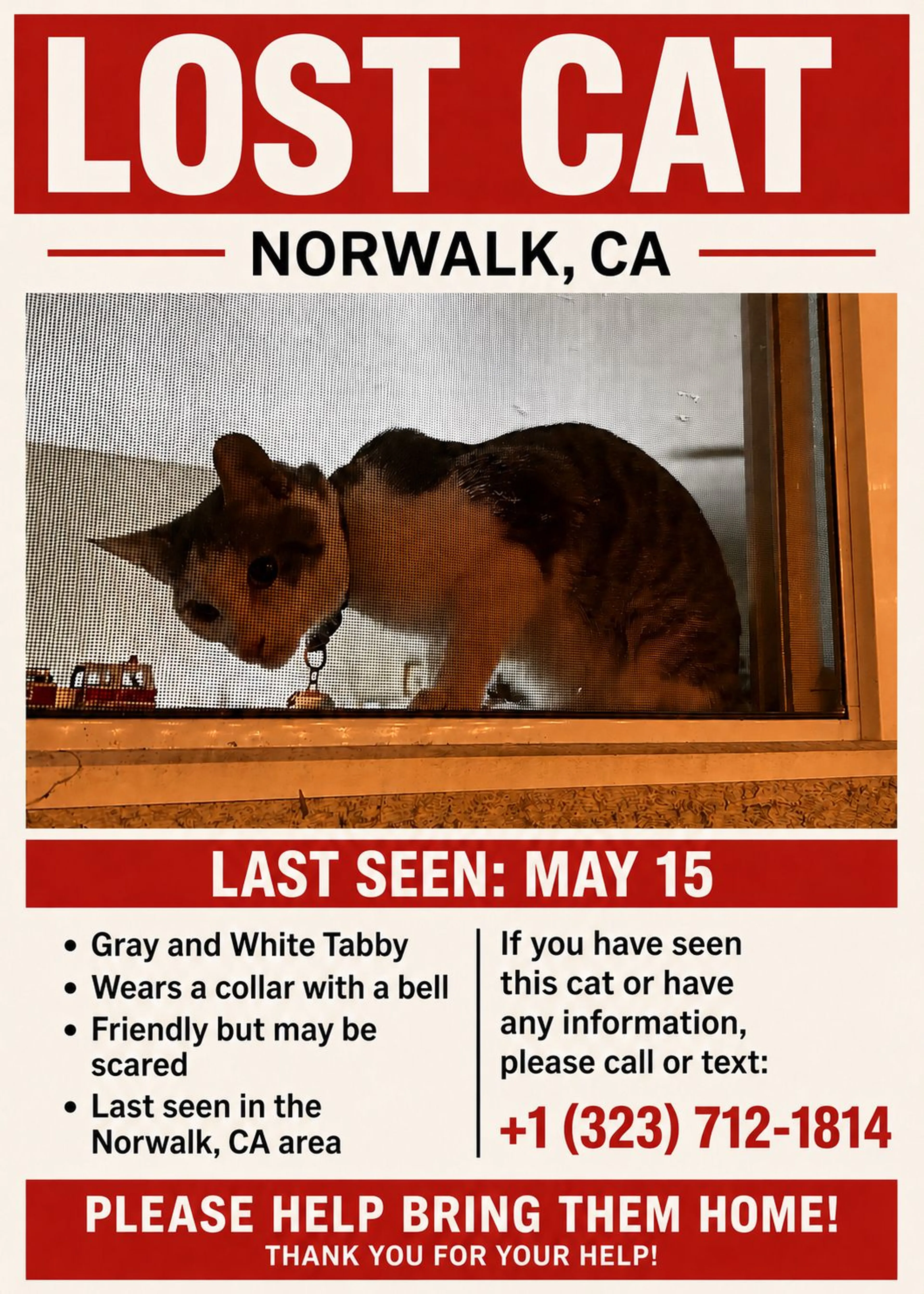 Lost pet-1
