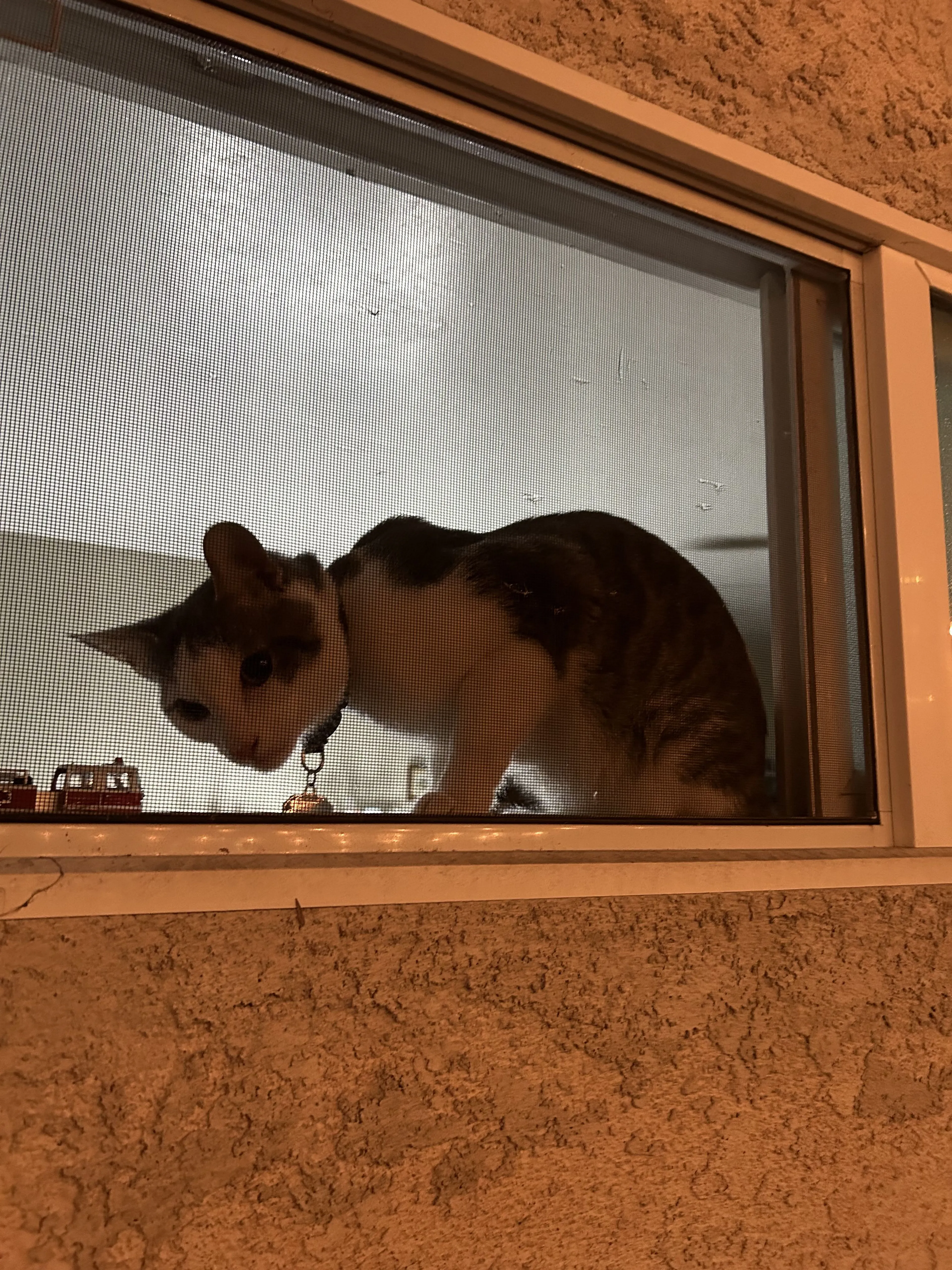 Lost pet-2