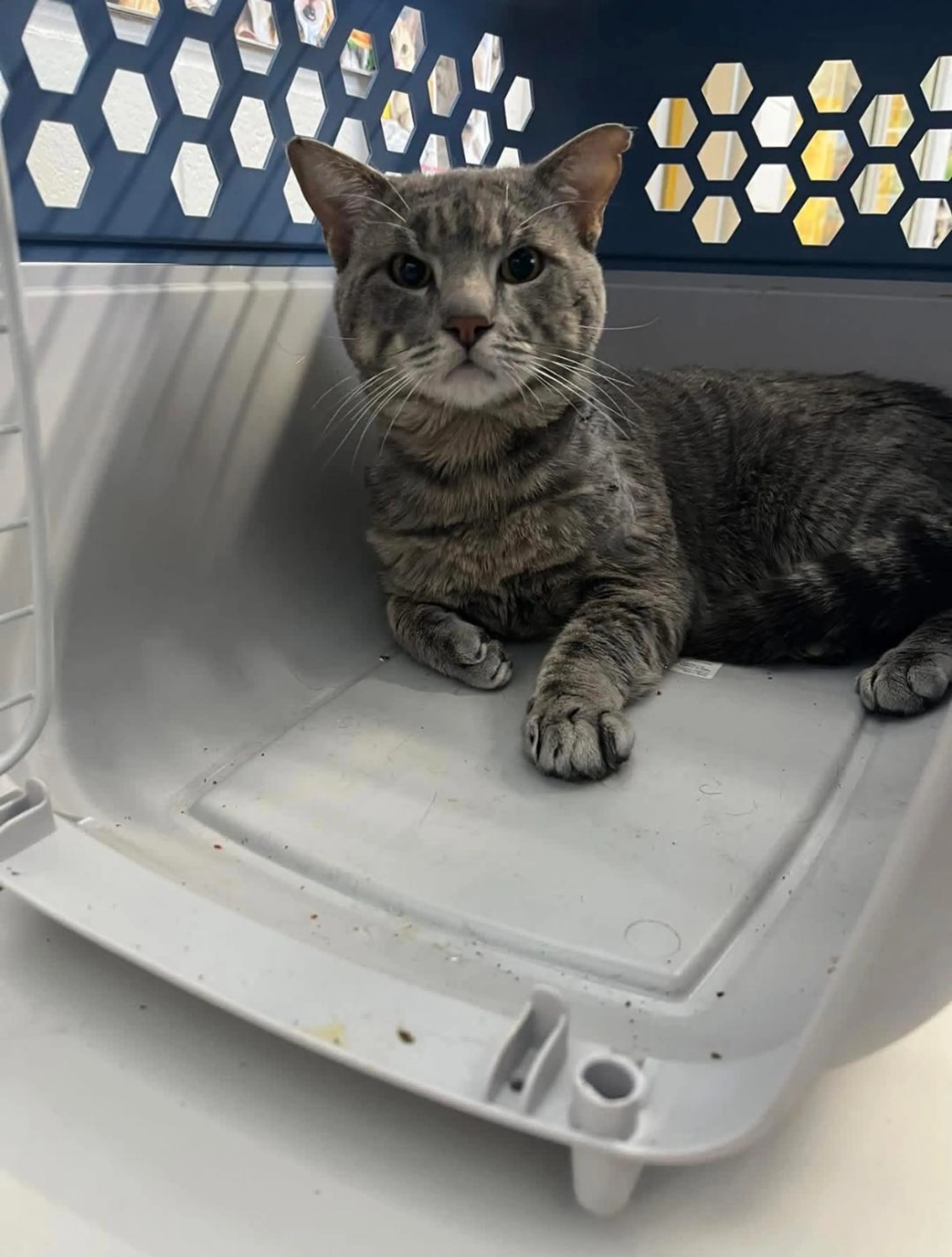 Found pet