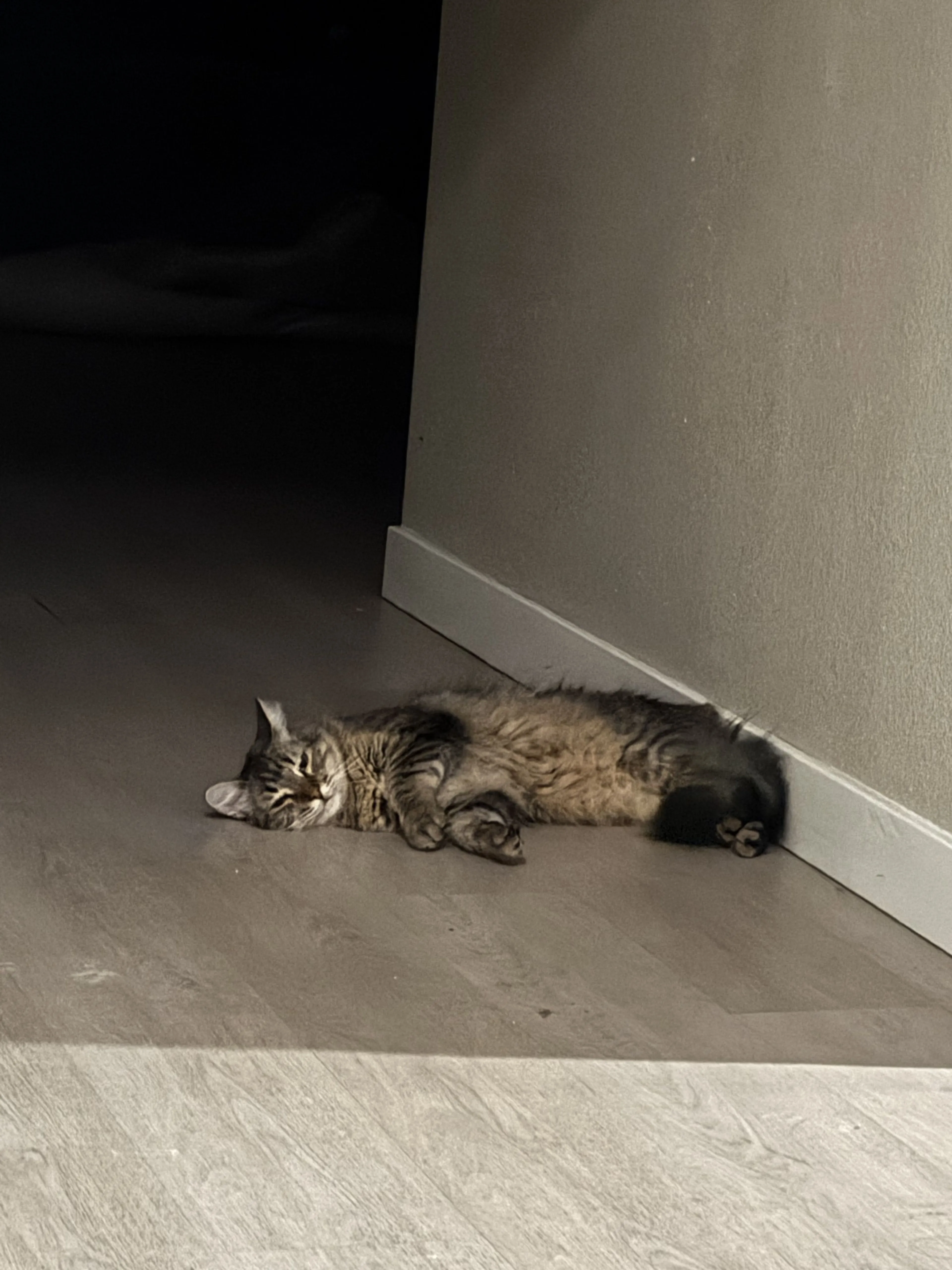 Lost pet-0