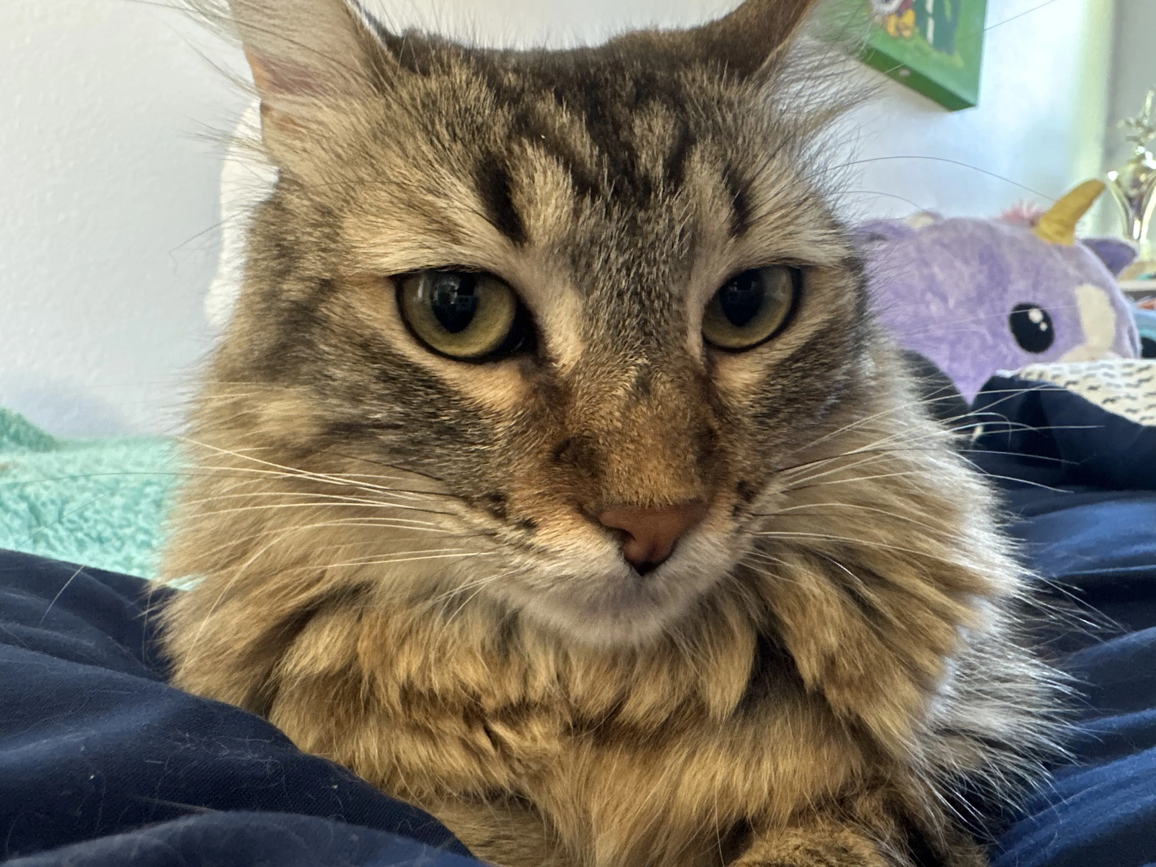 Lost pet-3