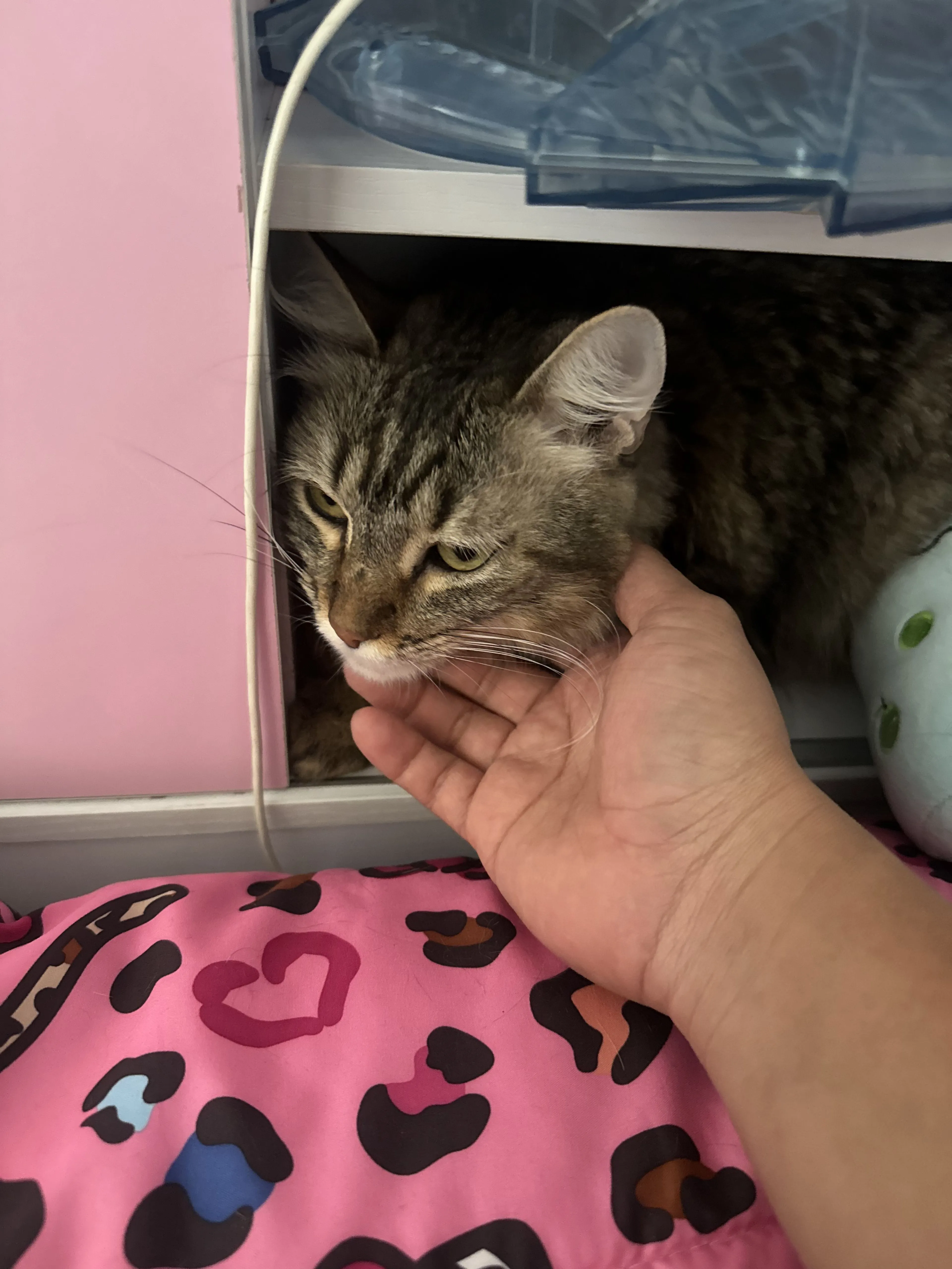 Lost pet-4