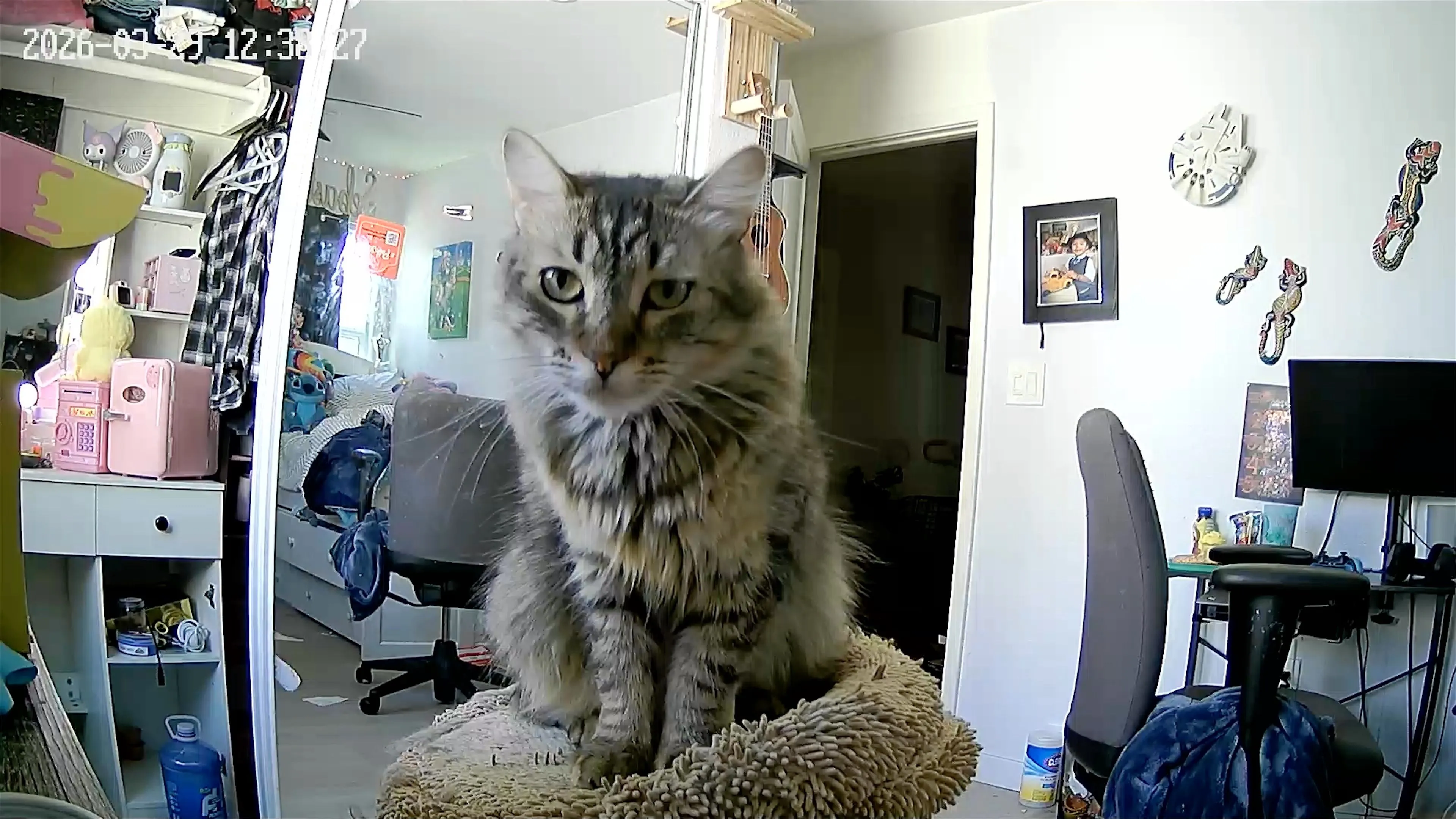 Lost pet-2
