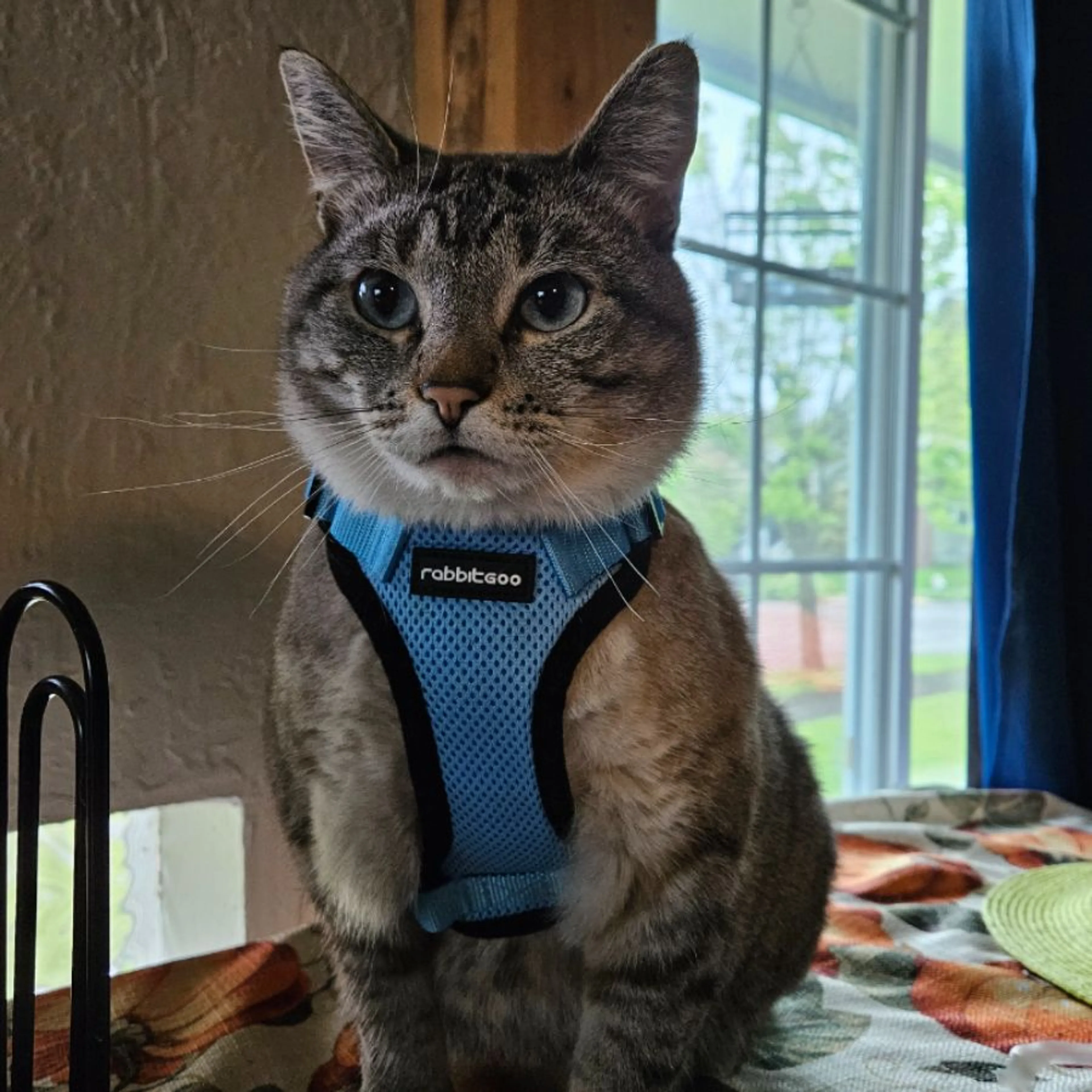 Lost pet