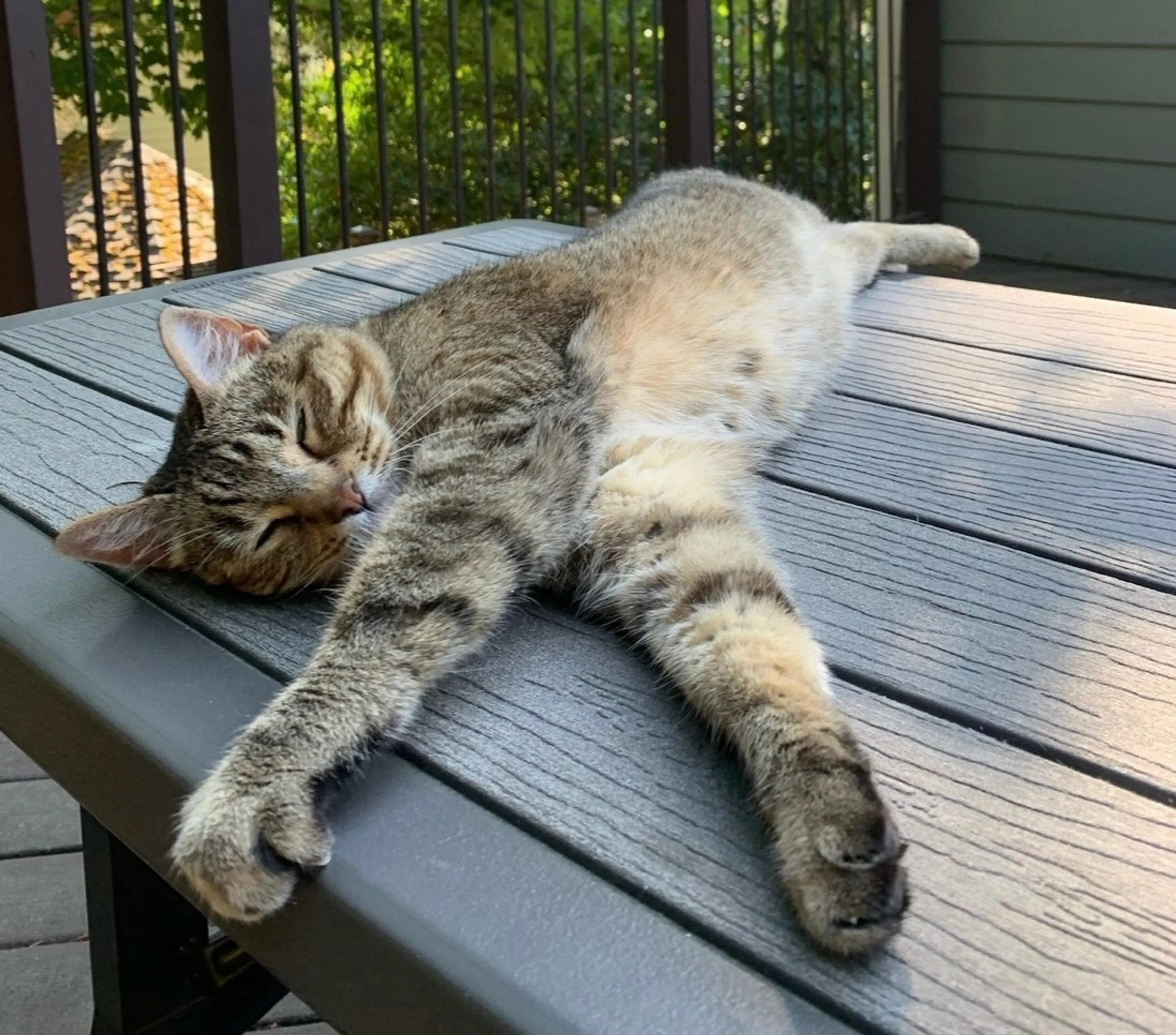 Found pet-1