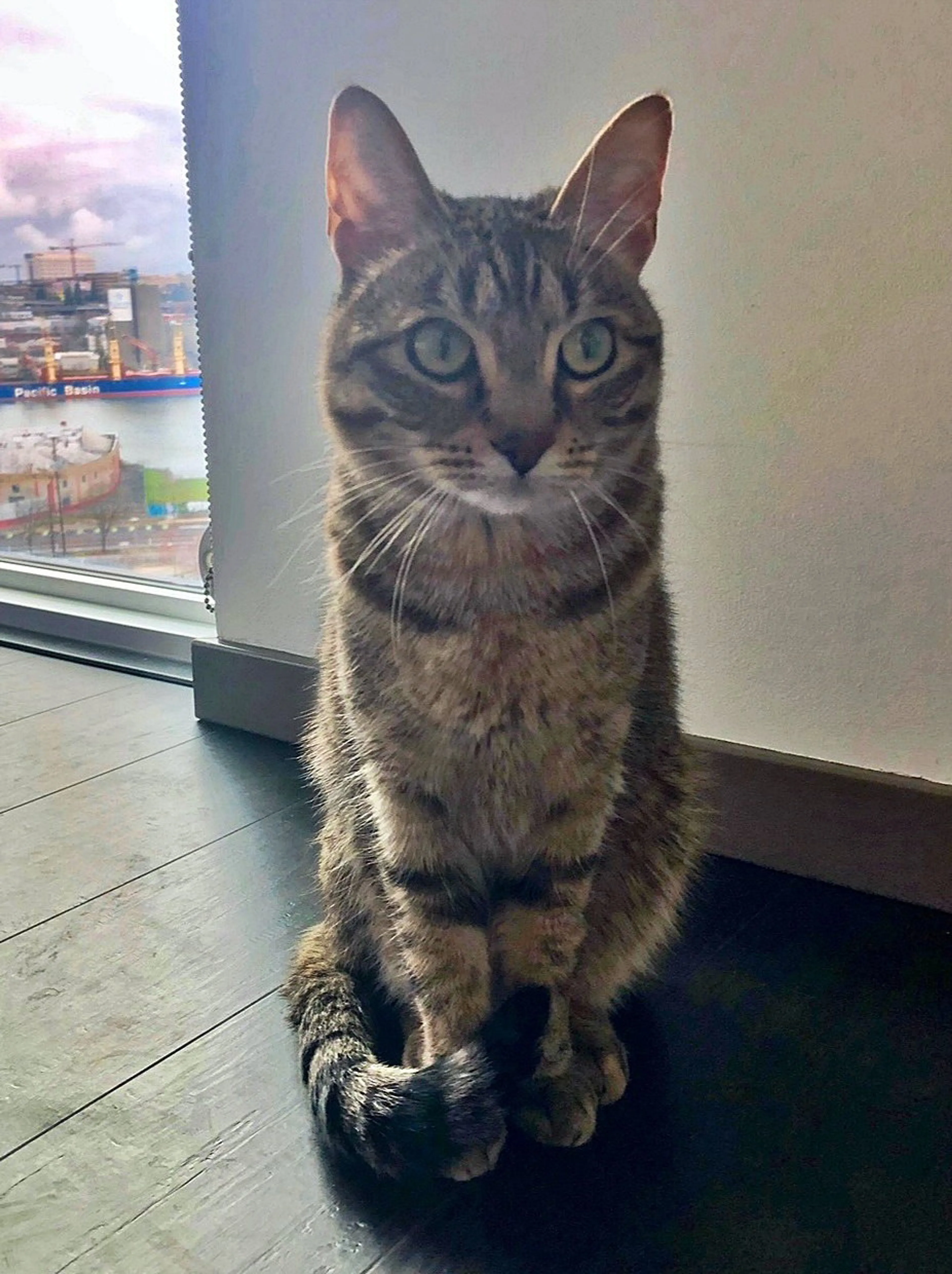 Found pet-2