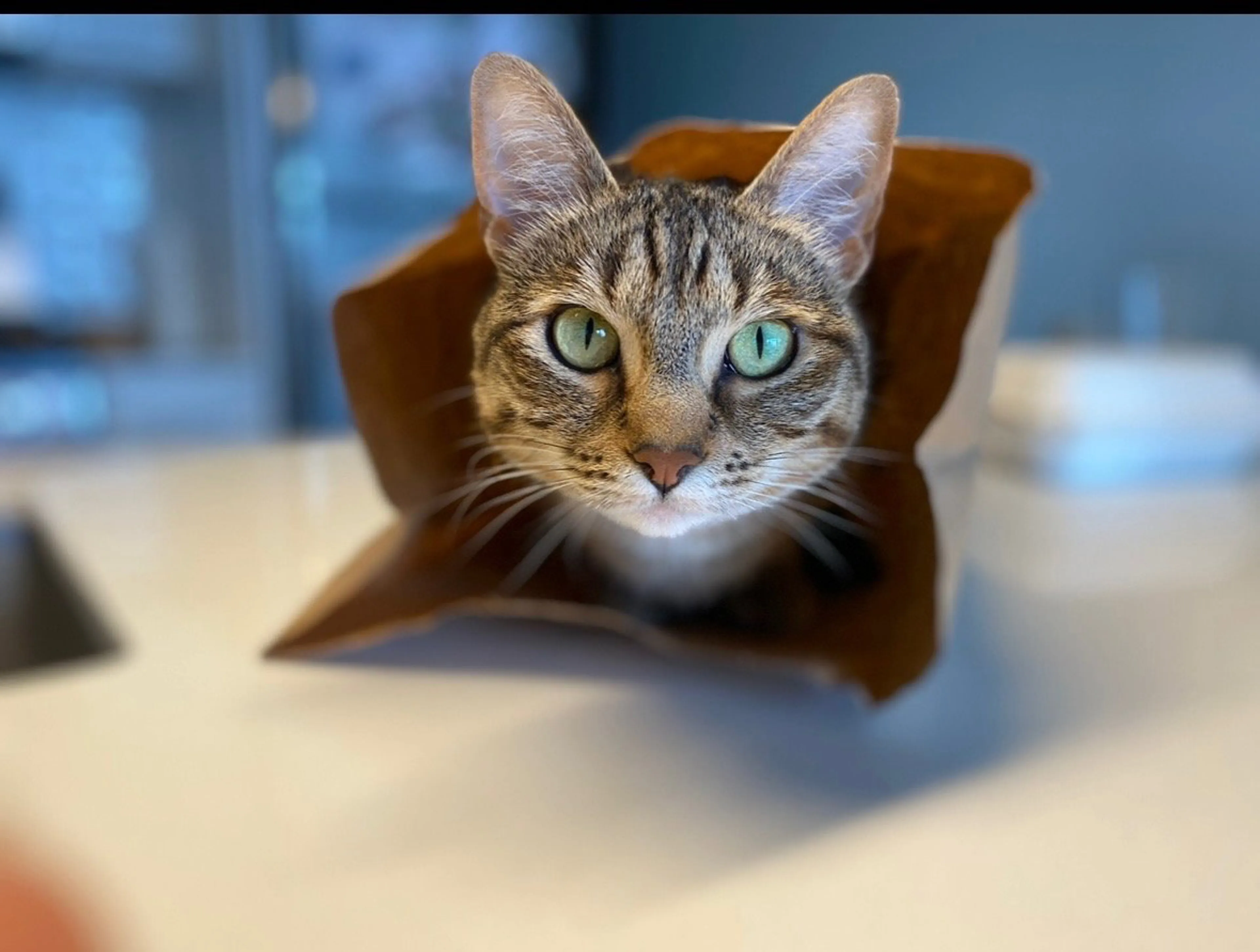 Found pet-0