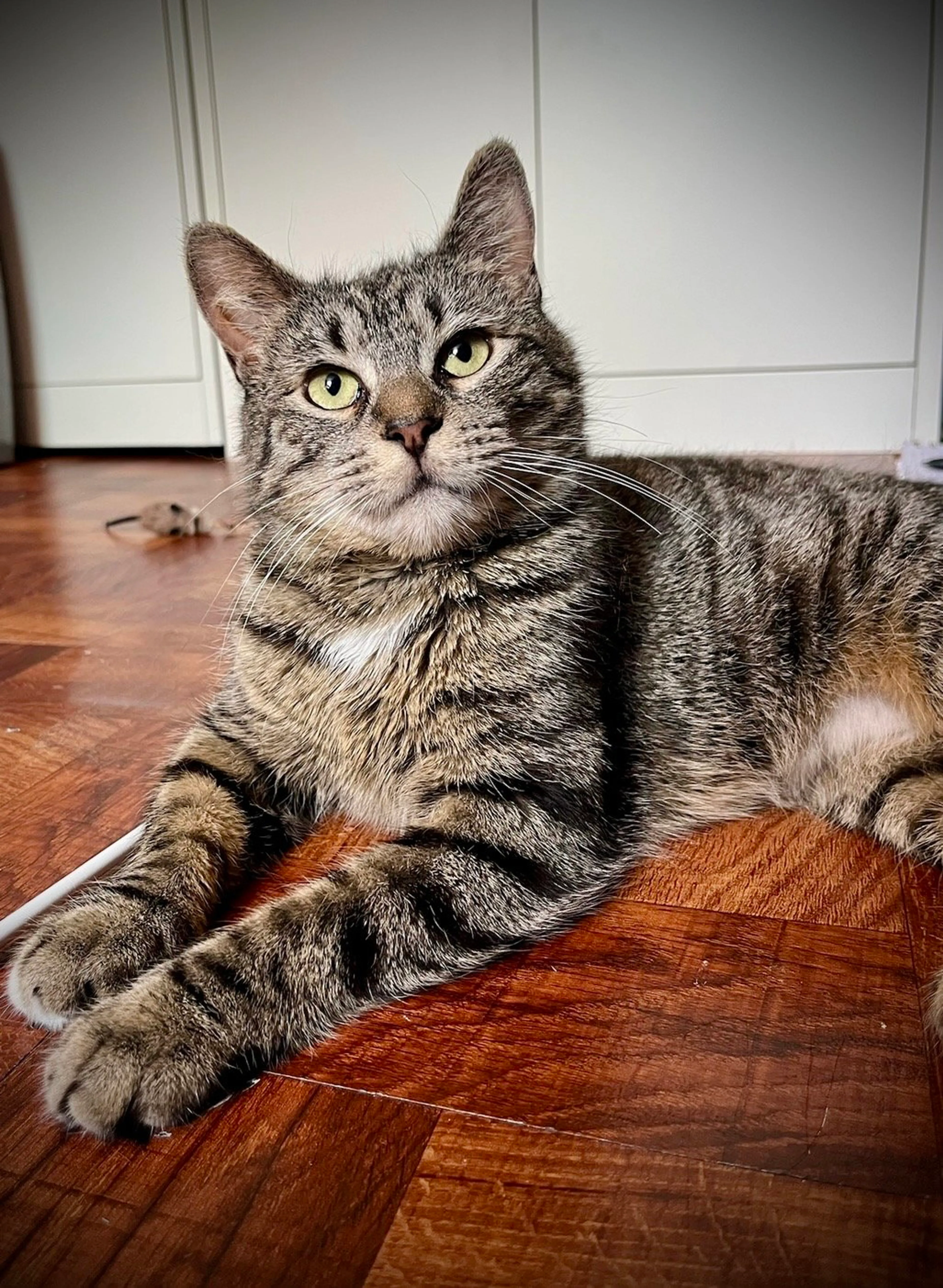 Found pet-1