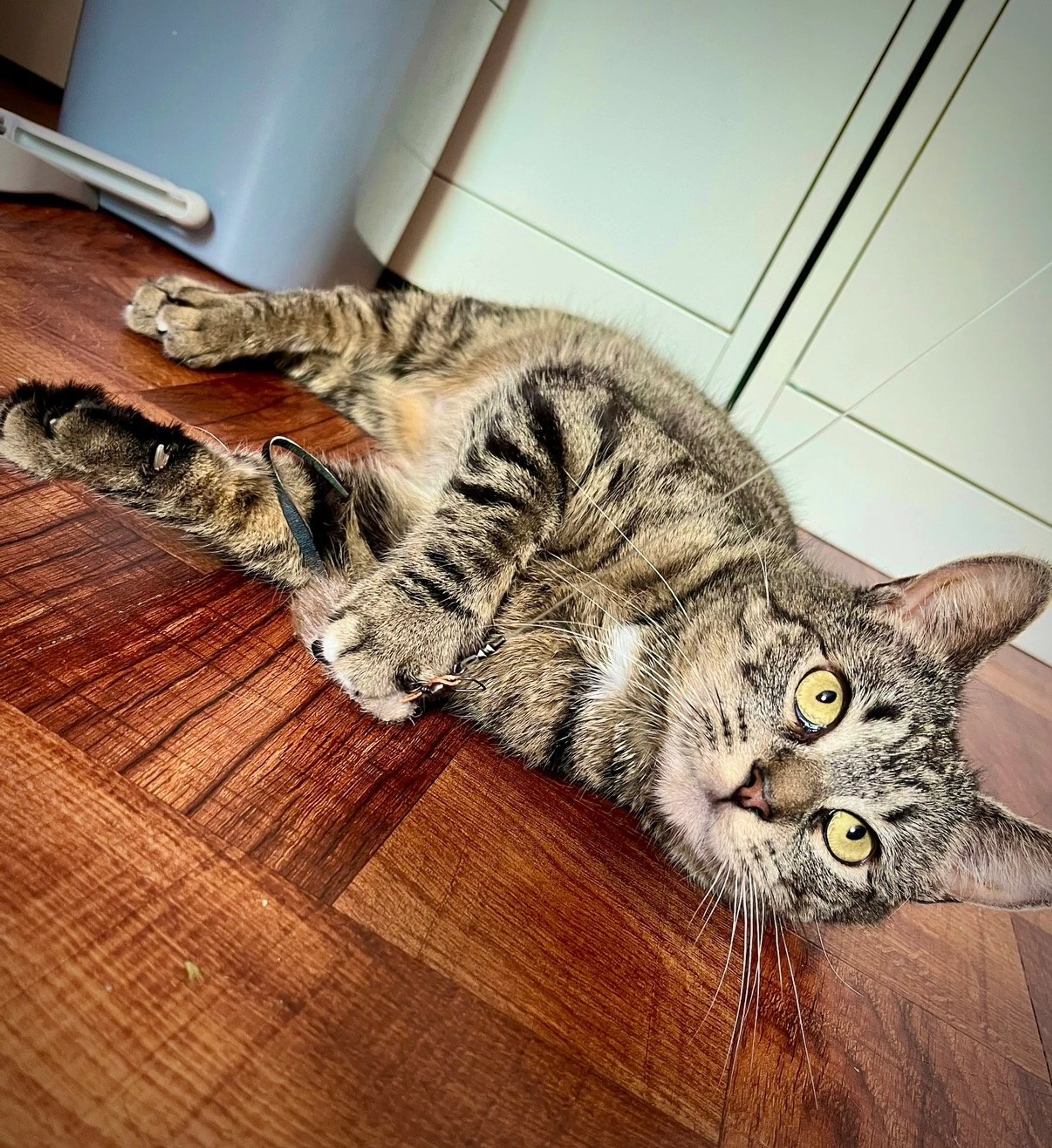 Found pet-2