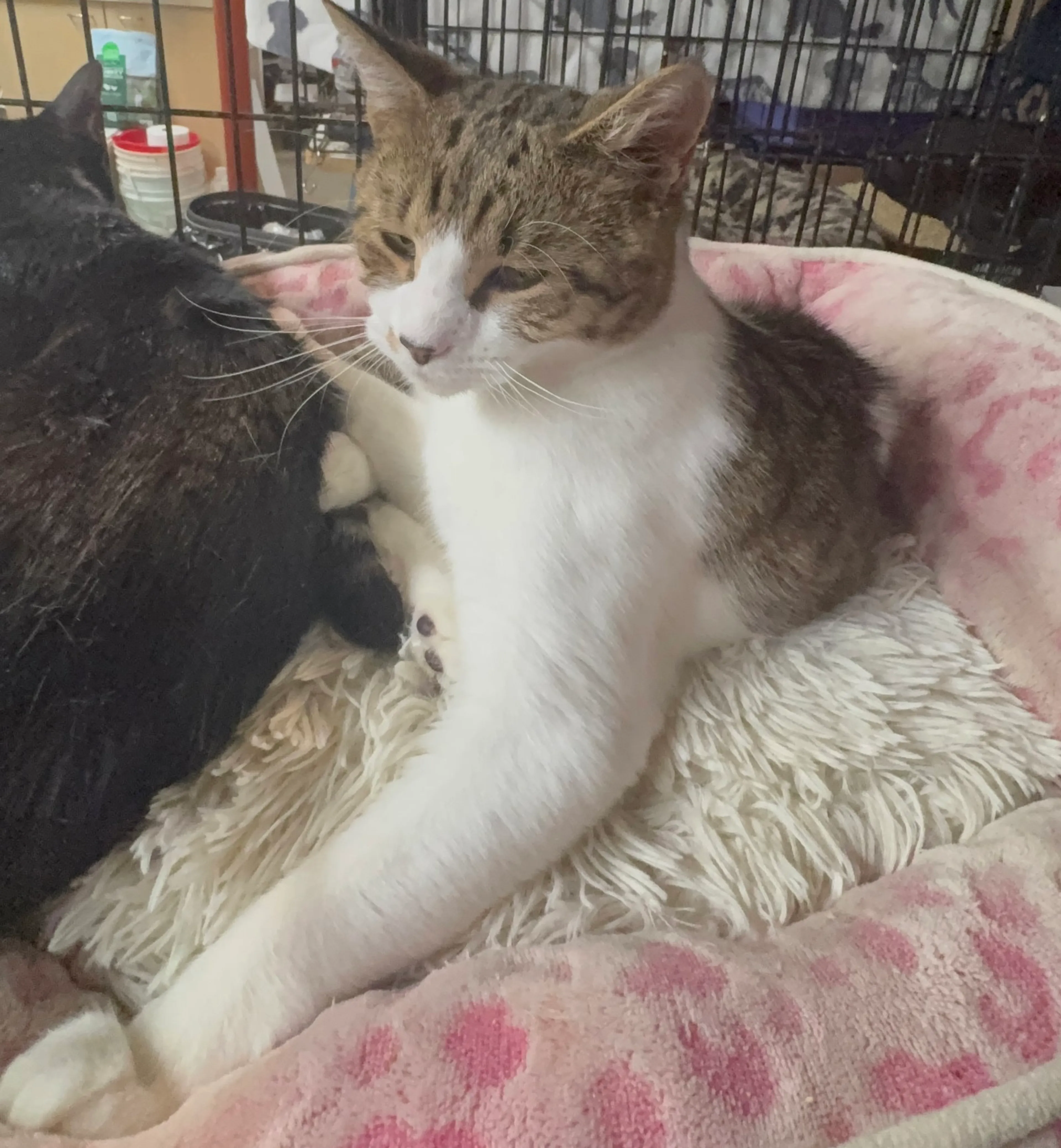 Found pet-2