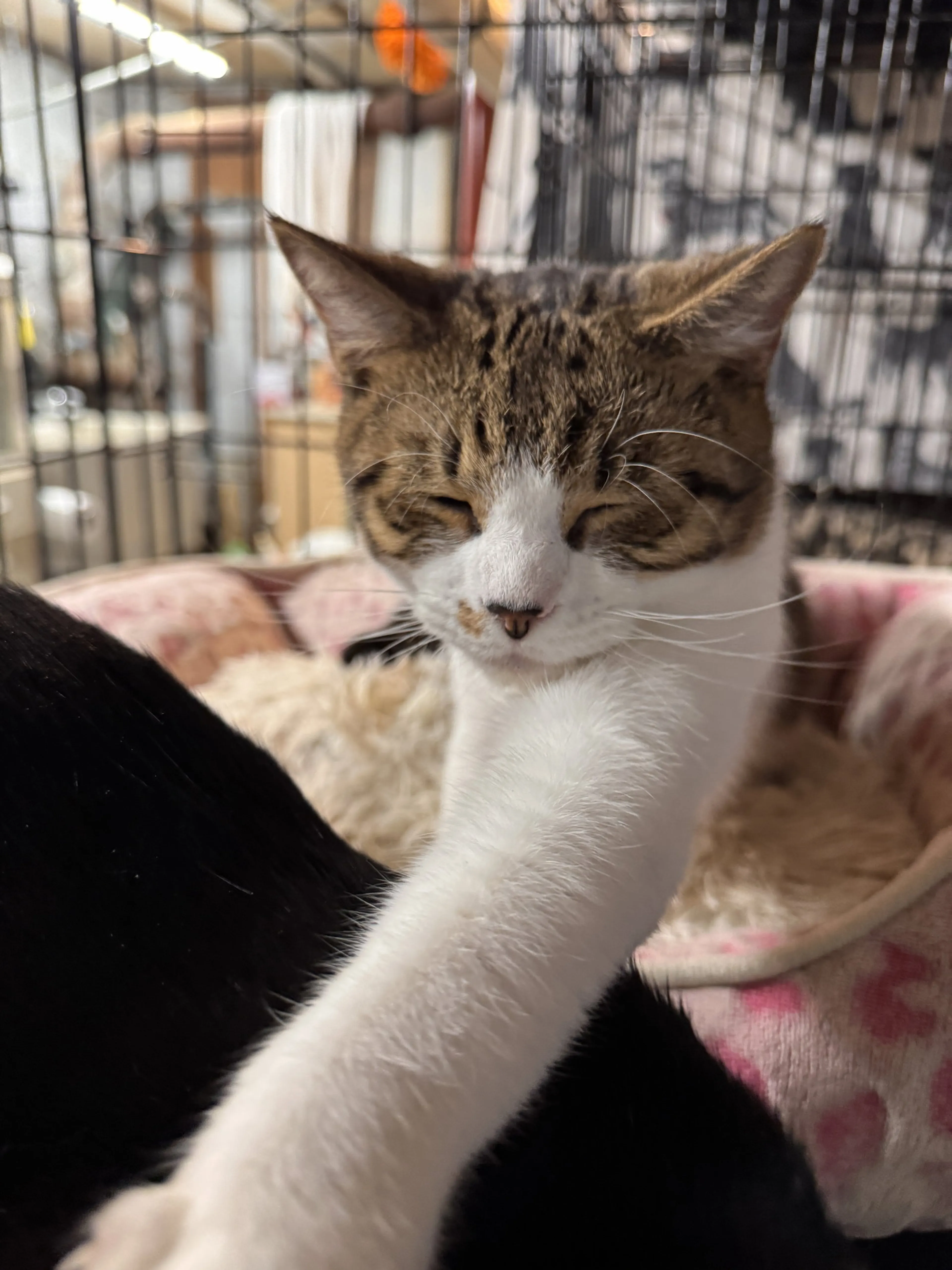 Found pet-1