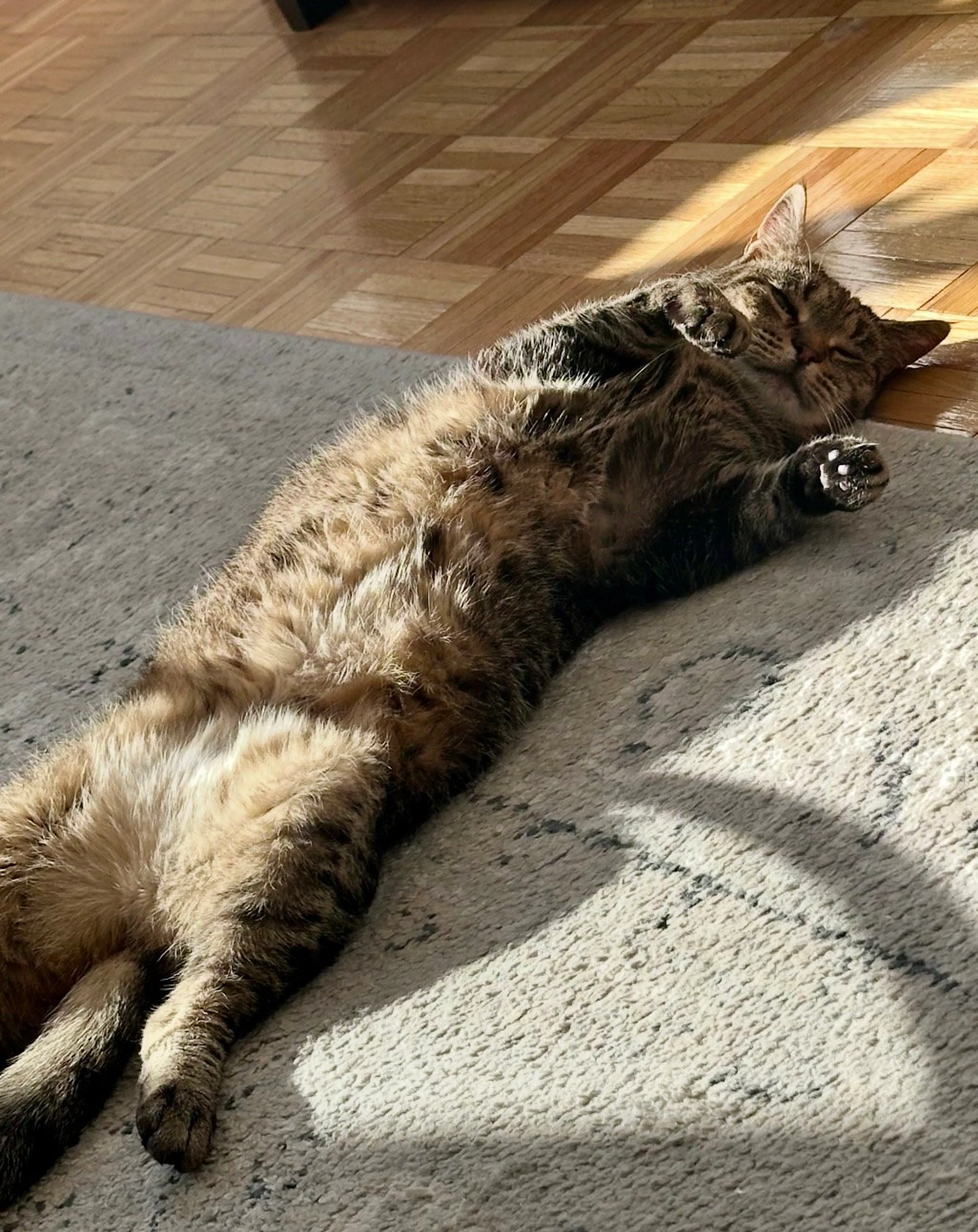 Found pet-0