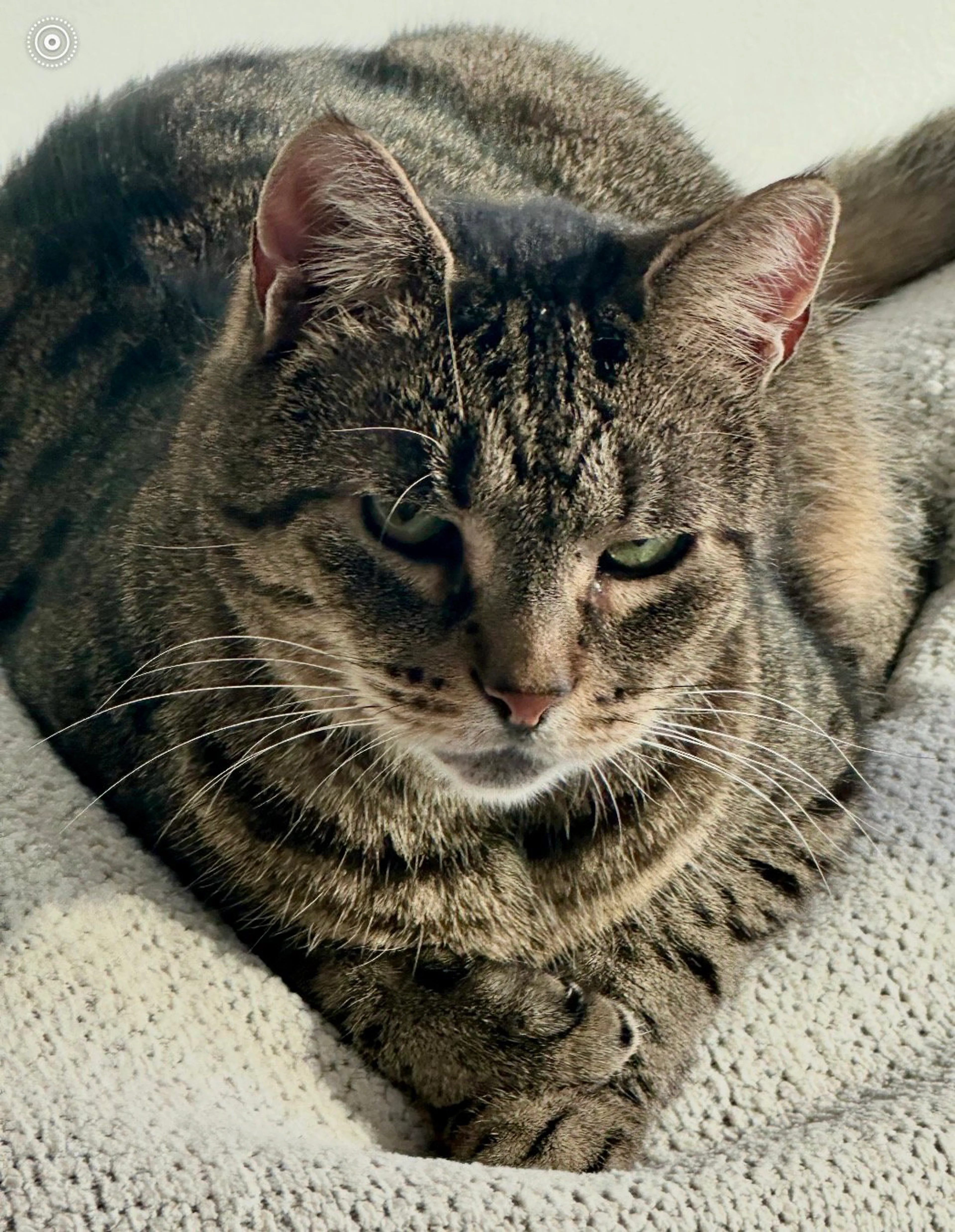 Found pet-1