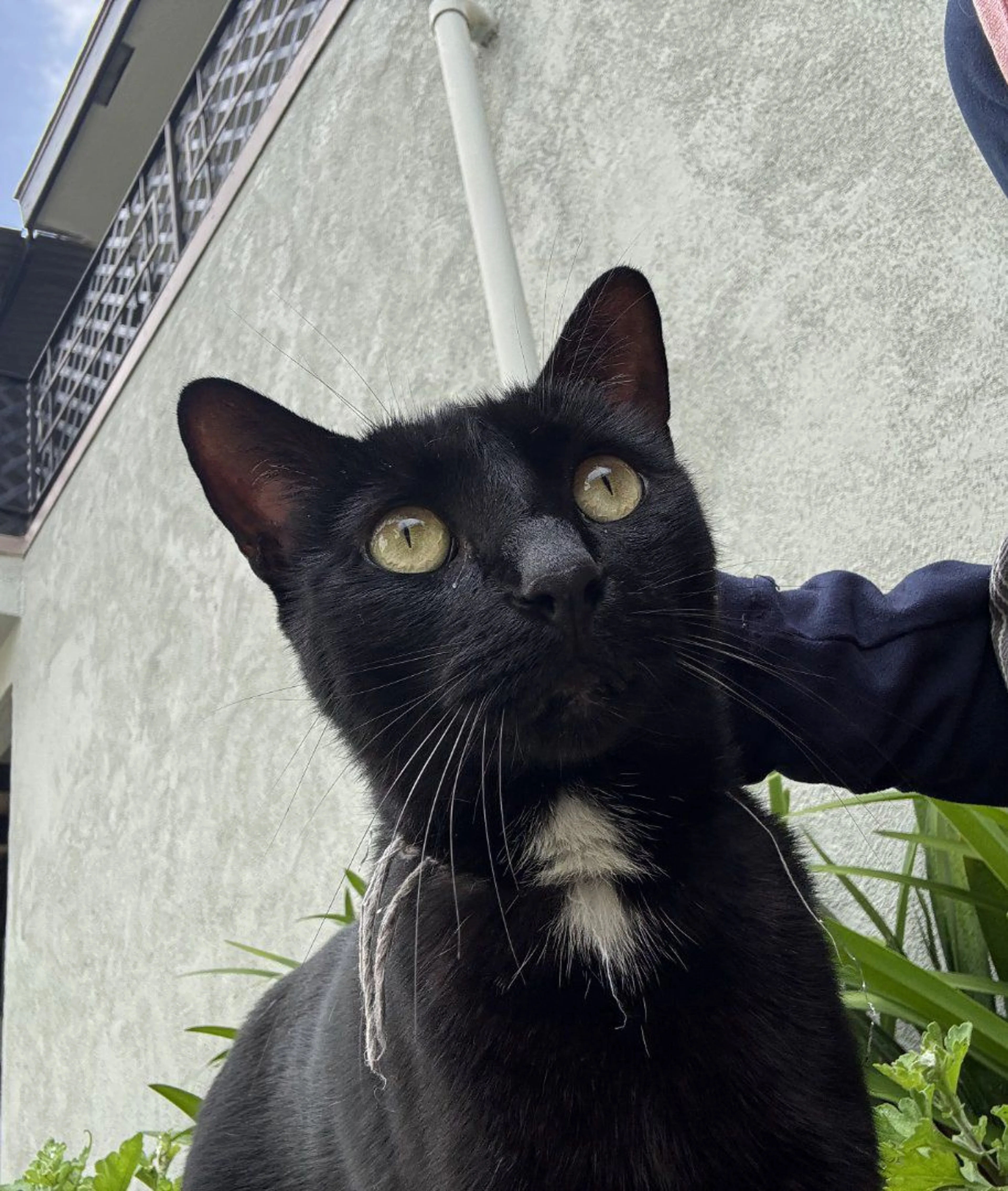 Lost pet-0