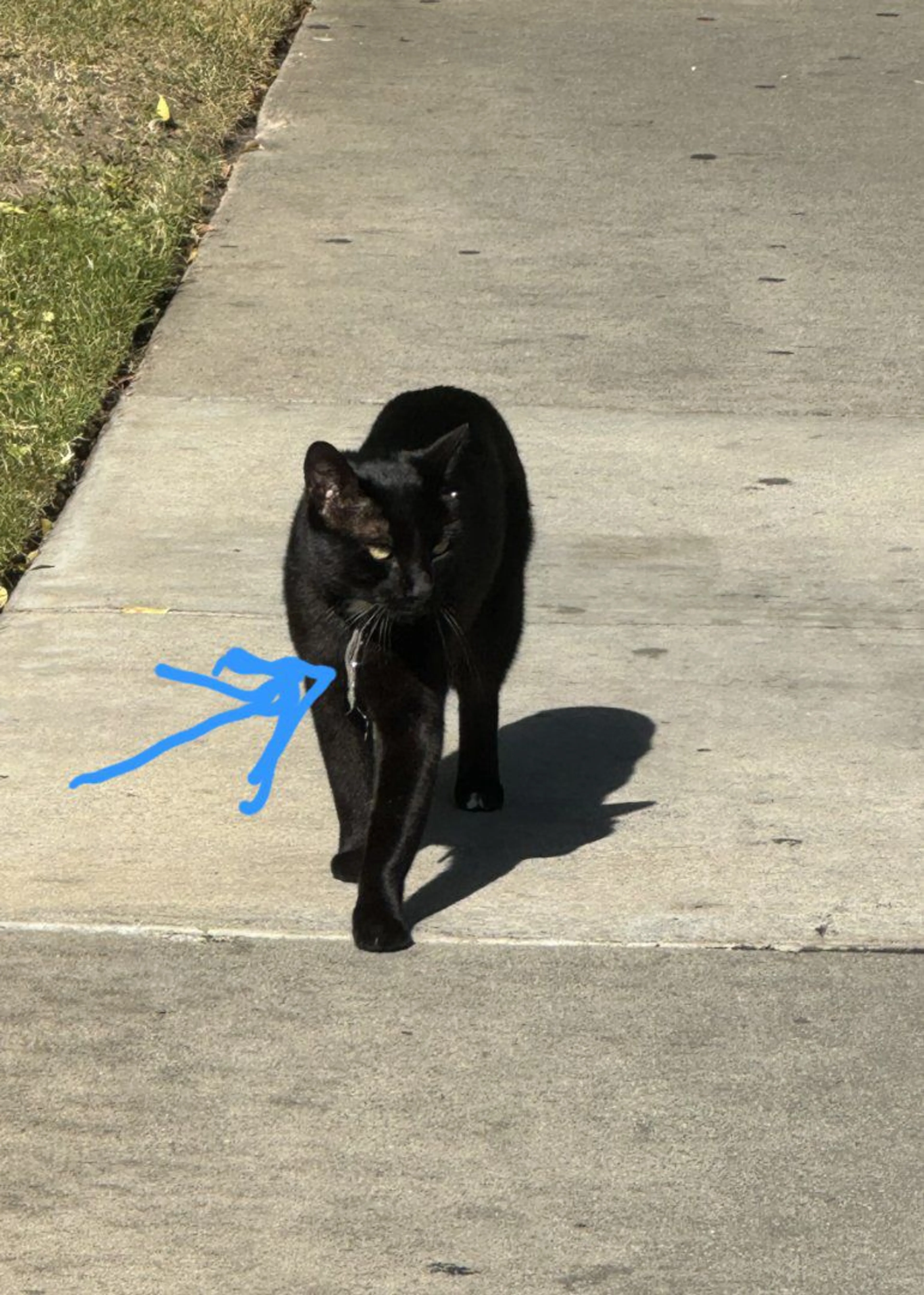 Lost pet-1