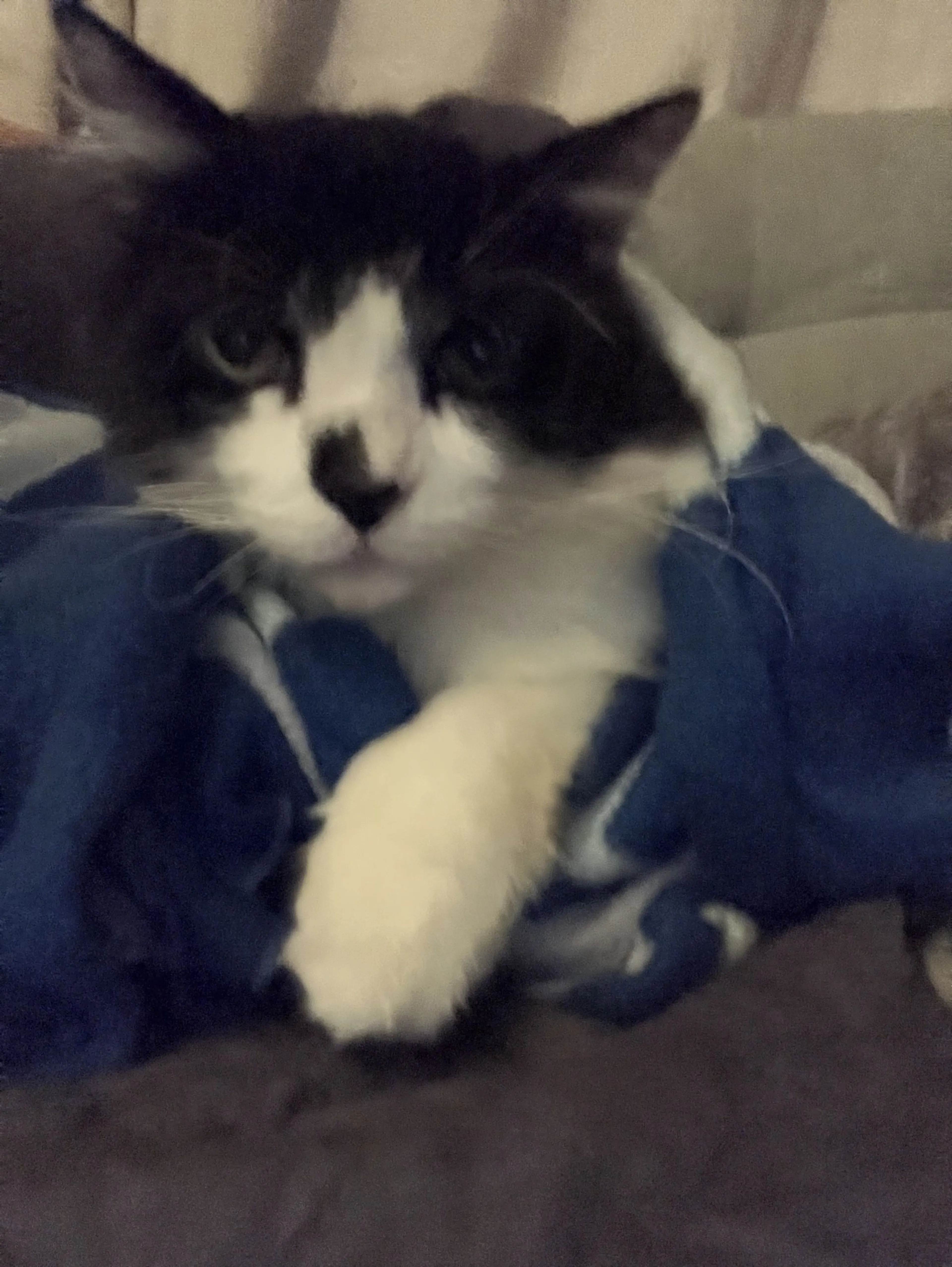 Lost pet-1