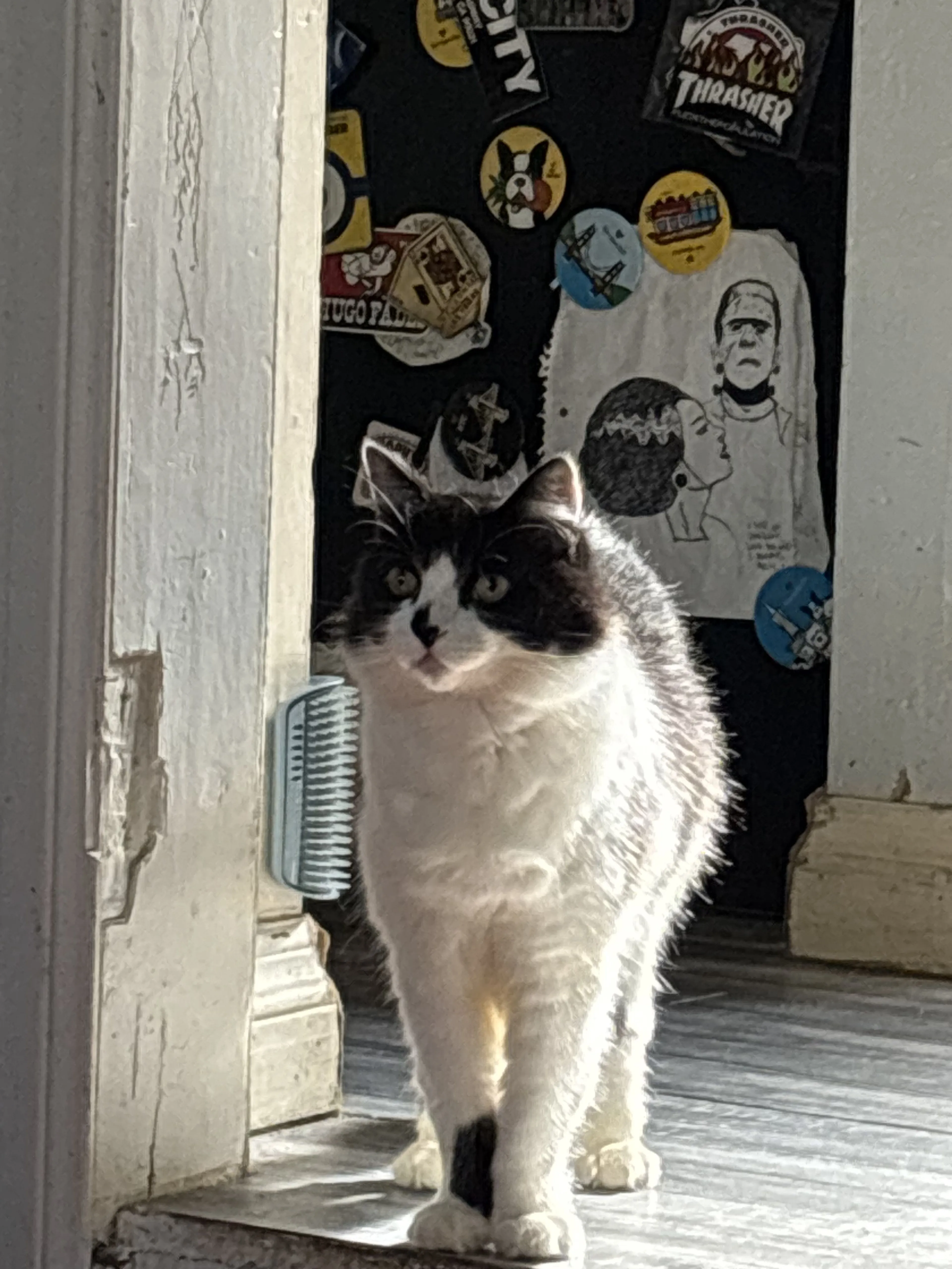 Lost pet-0