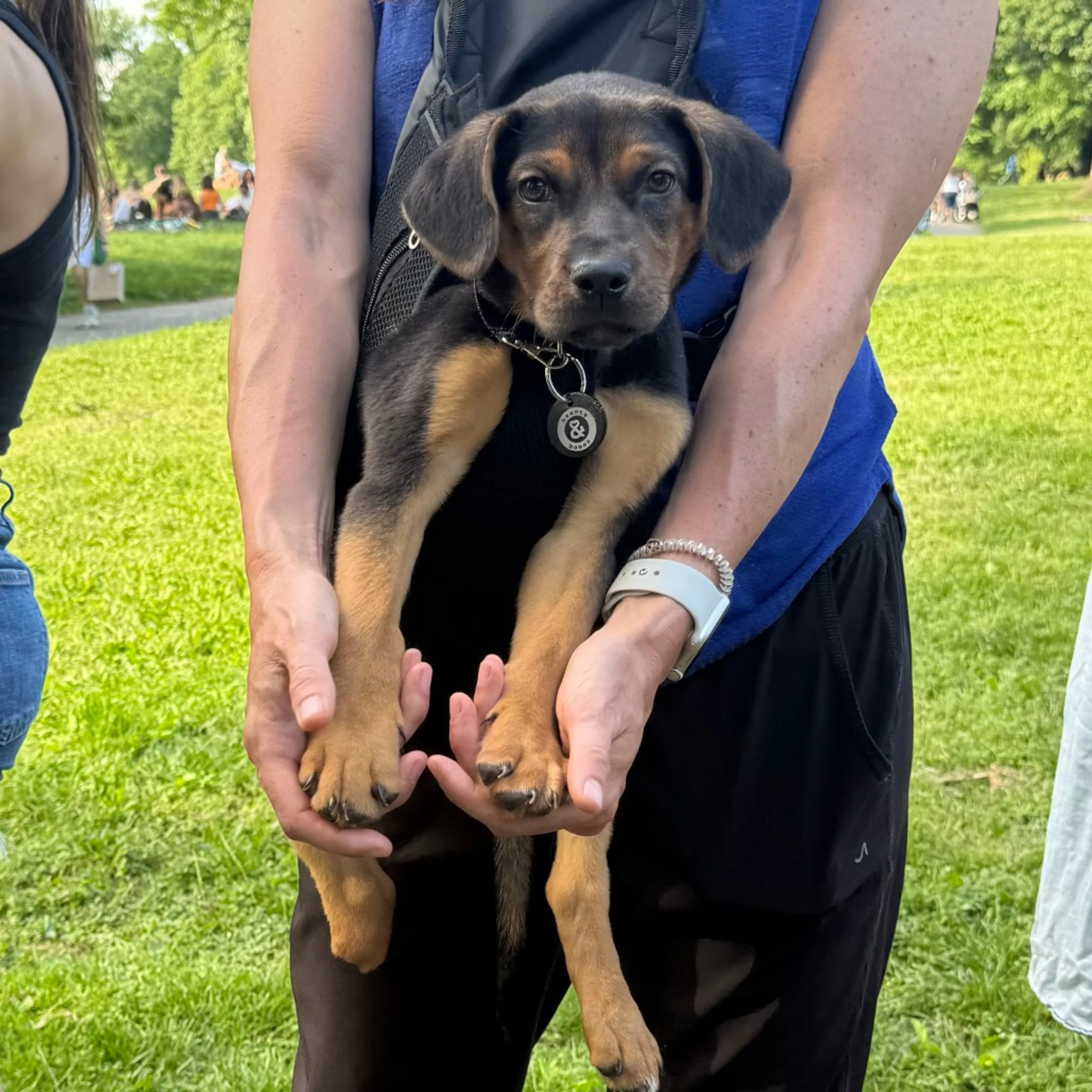 Found pet-4