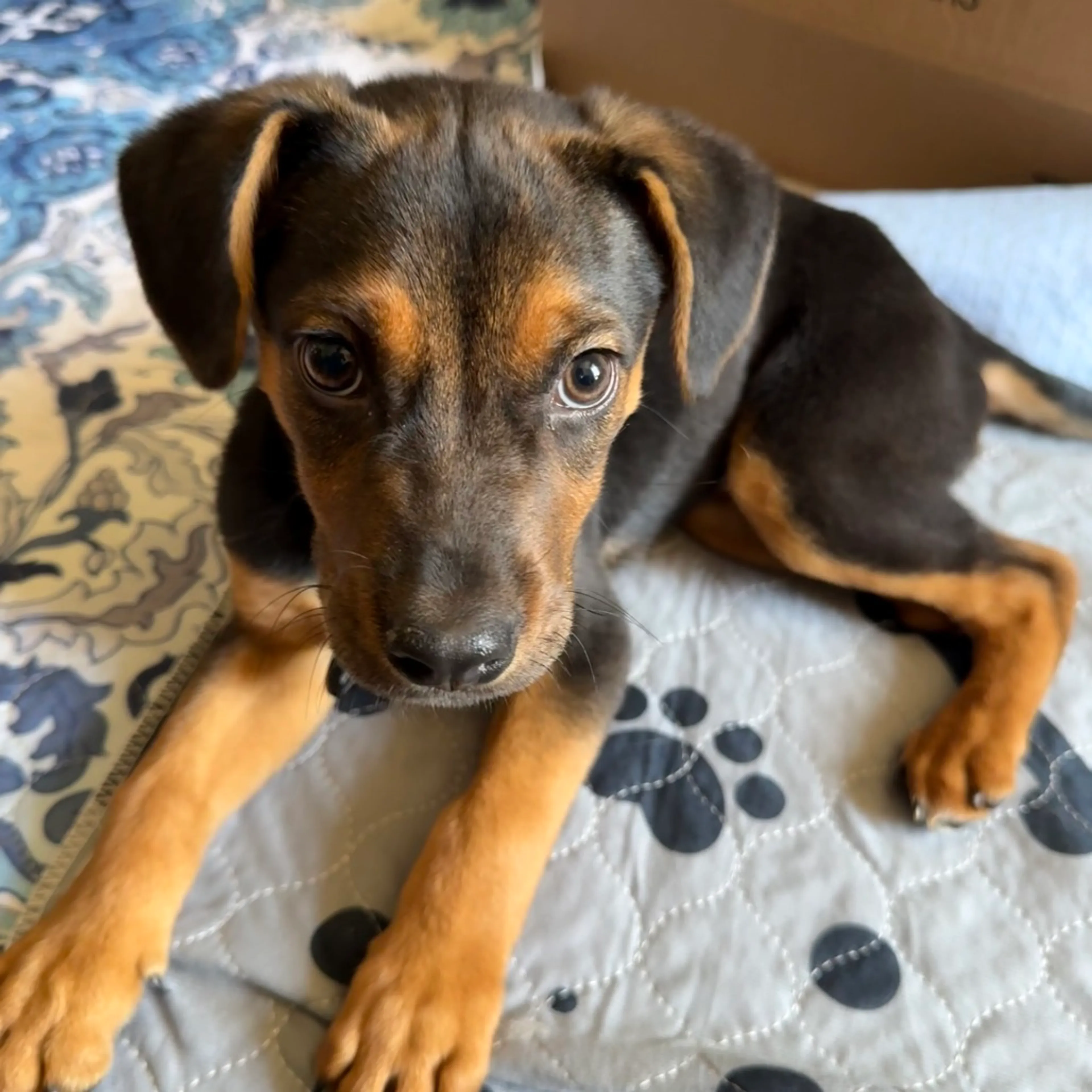 Found pet-3