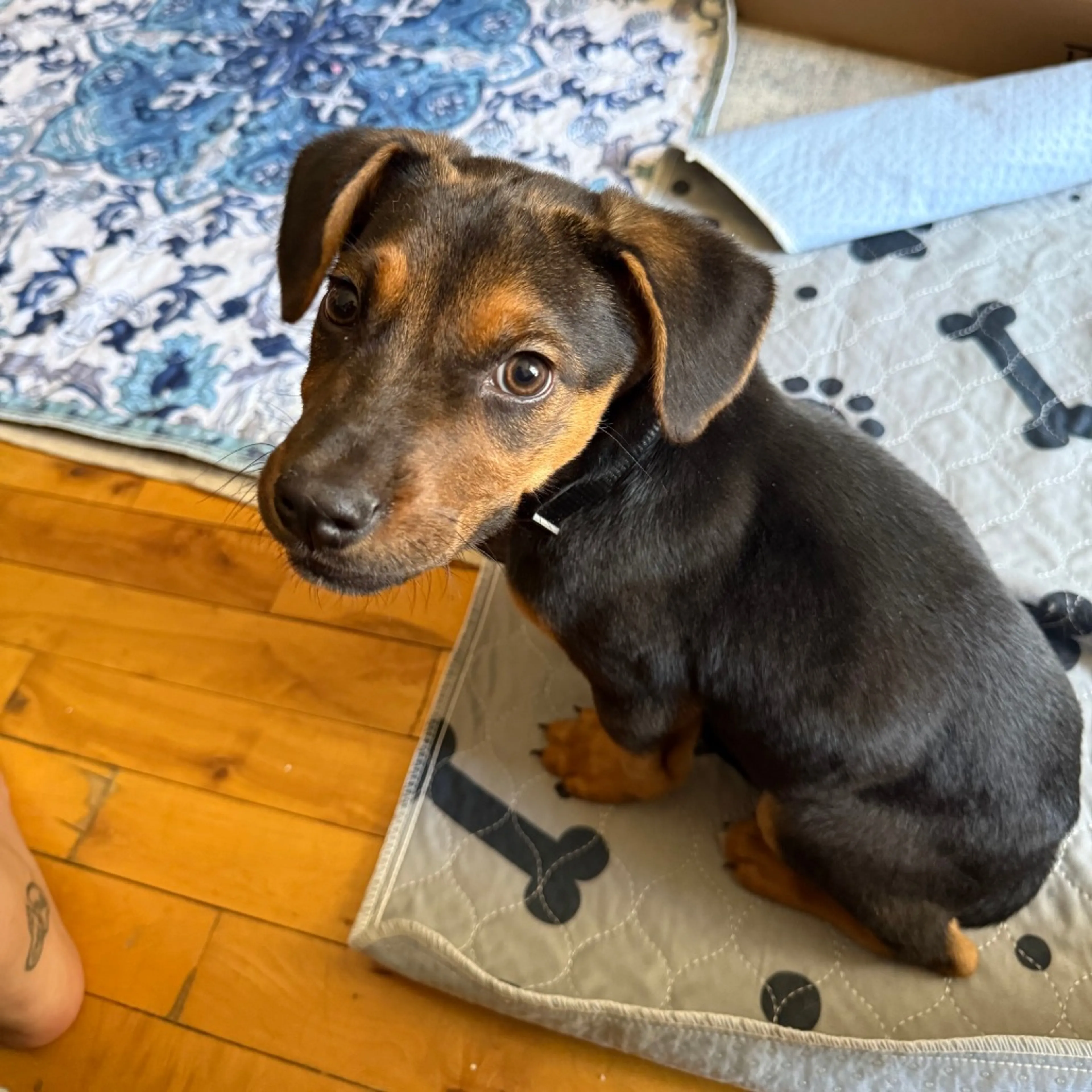 Found pet-2
