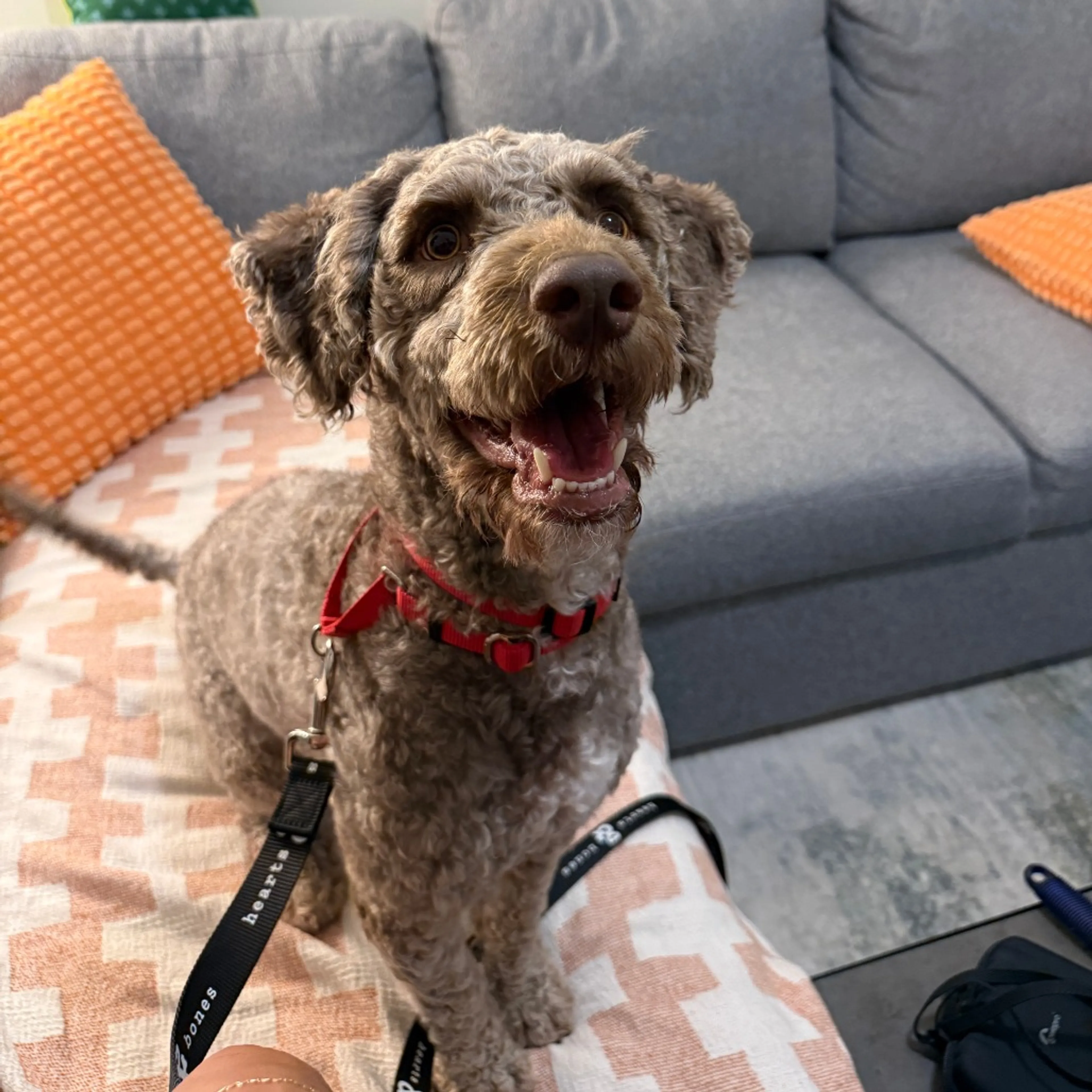 Found pet-2