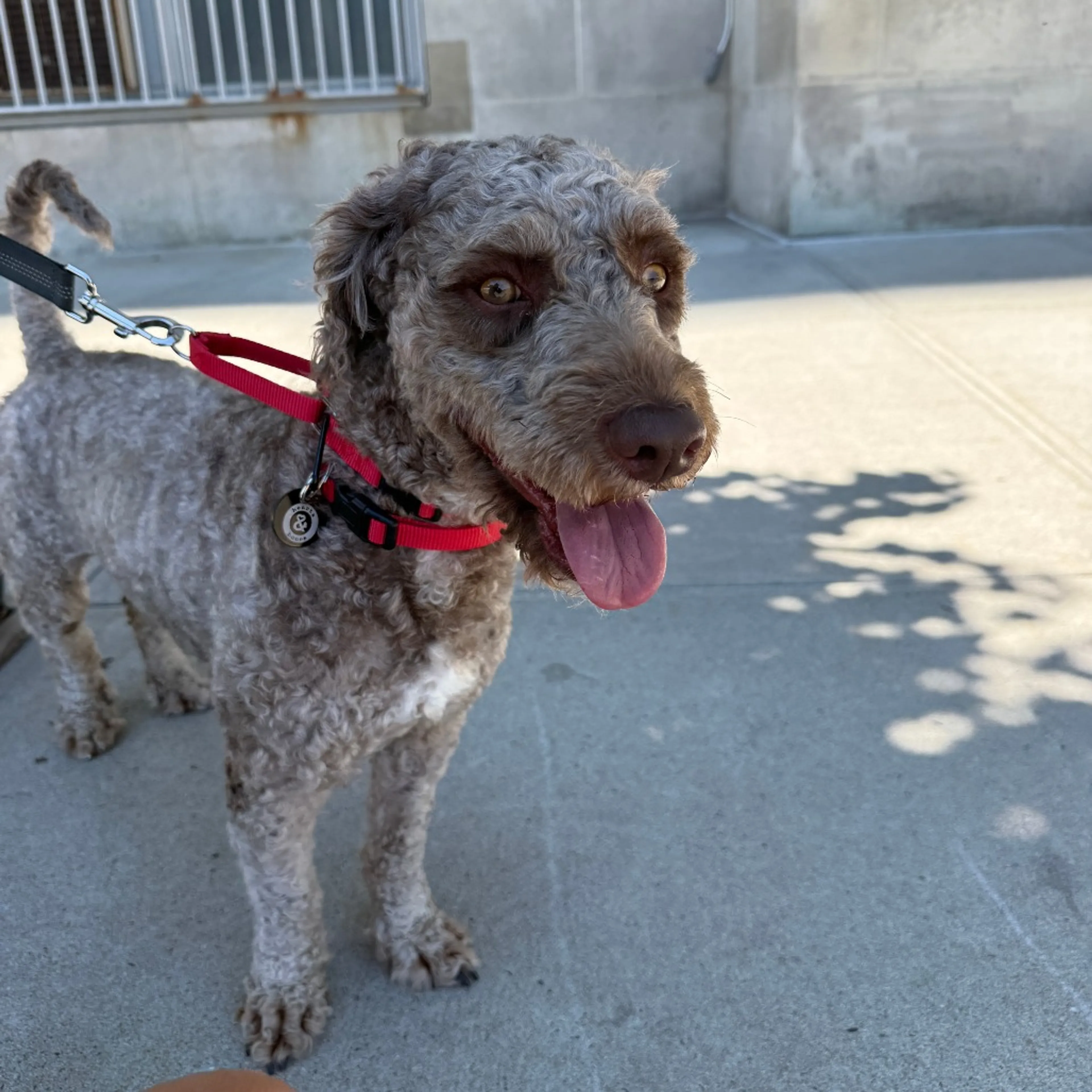 Found pet-3