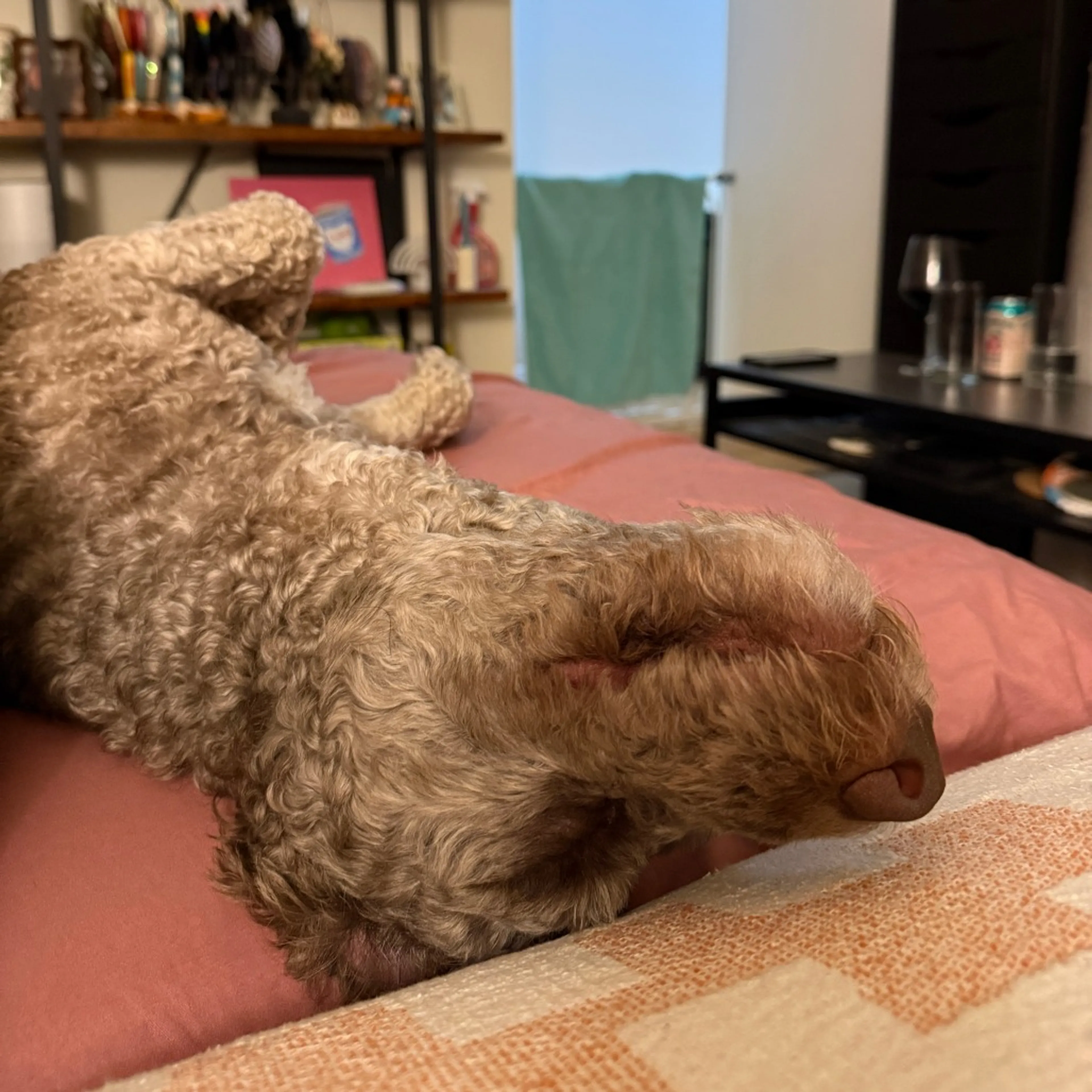 Found pet-4