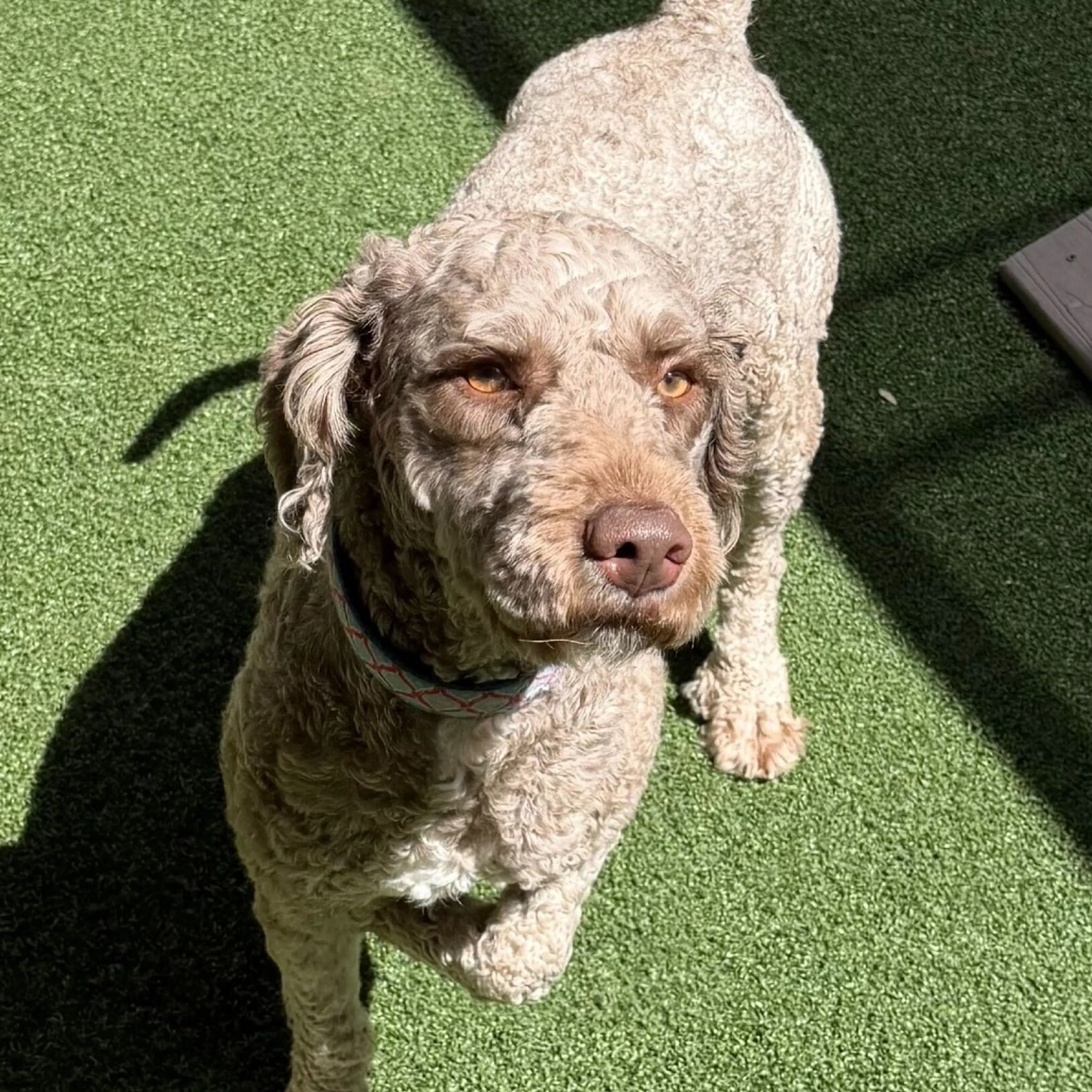 Found pet-1