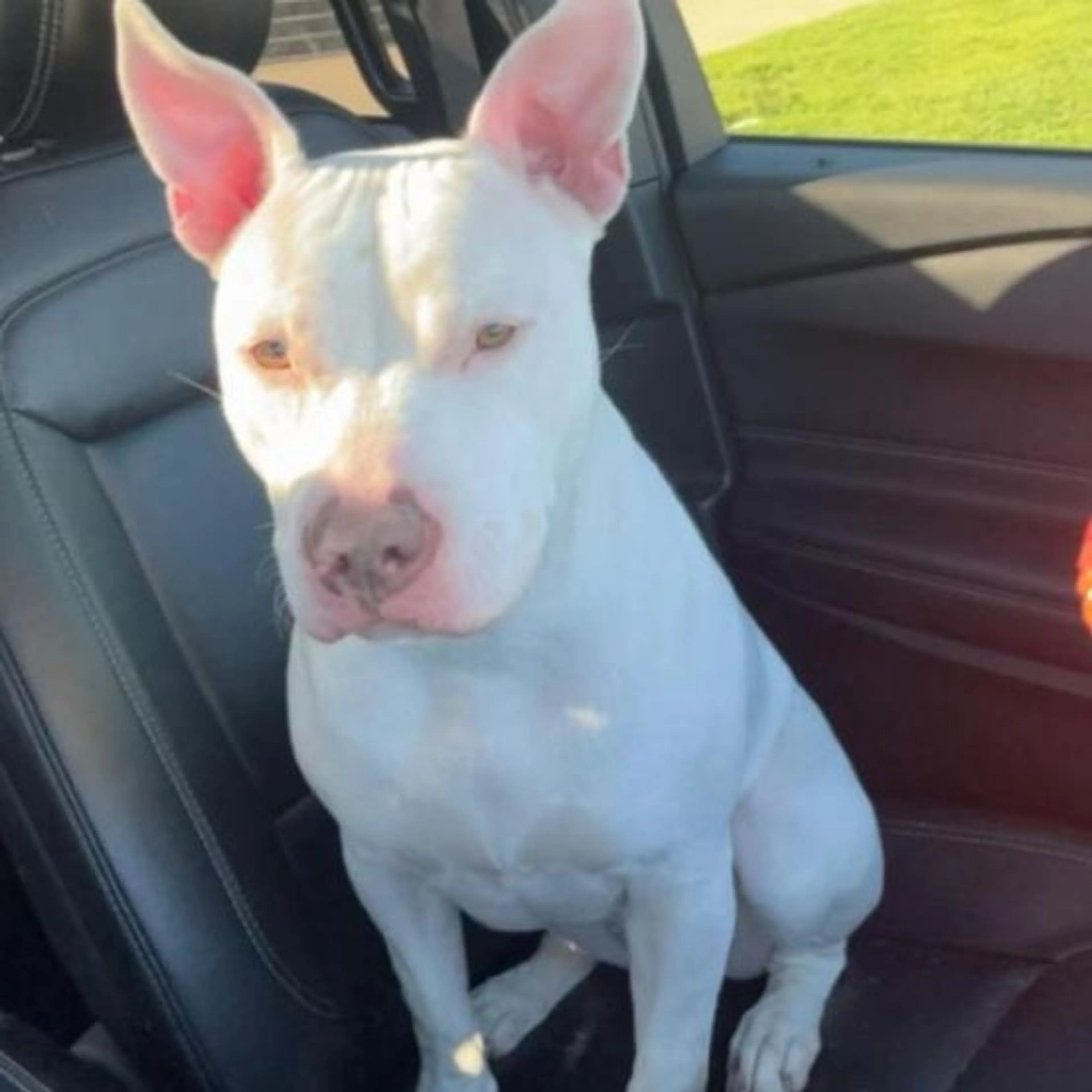 Lost pet