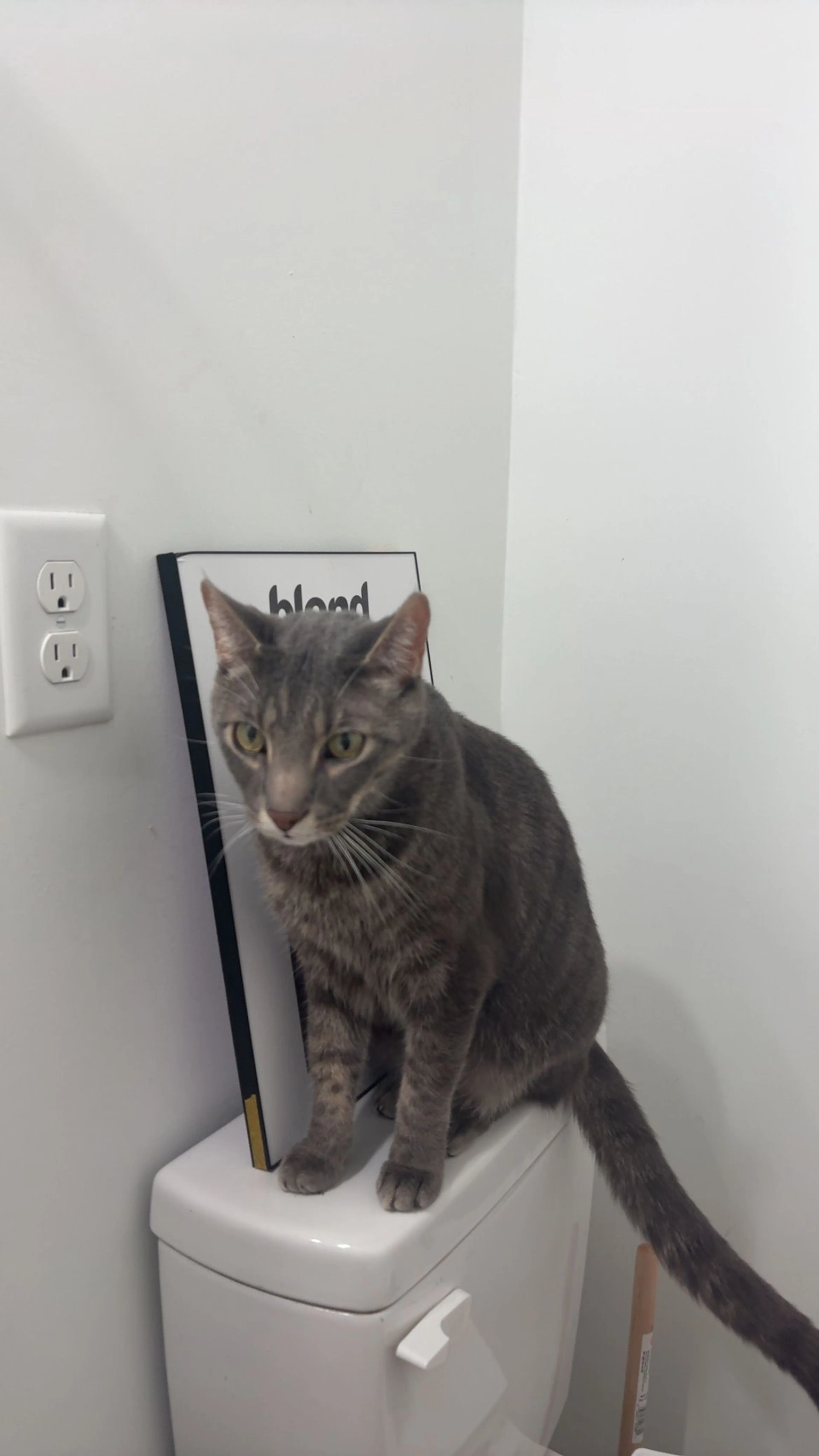 Lost pet-1