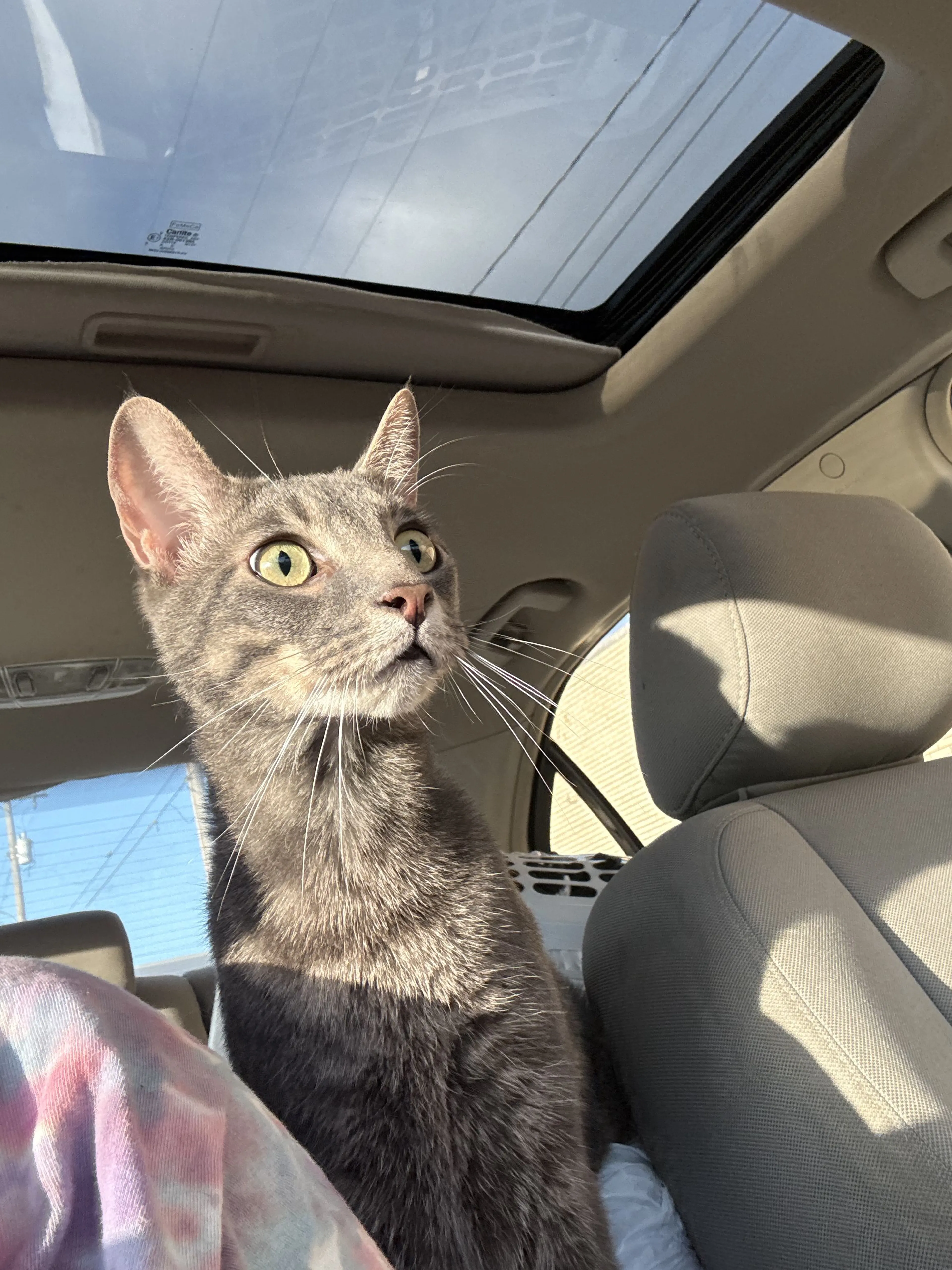Lost pet-2