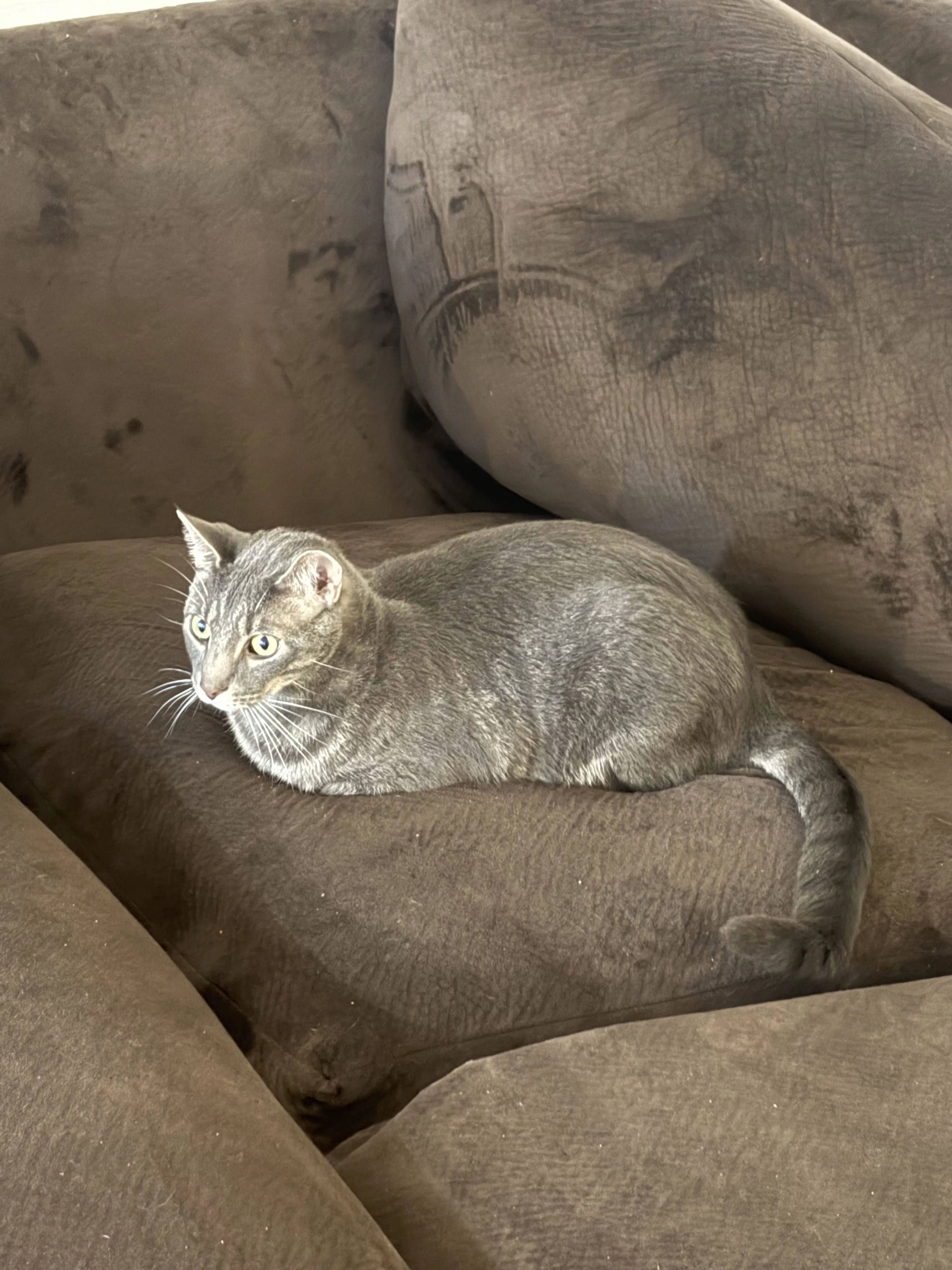 Lost pet-0