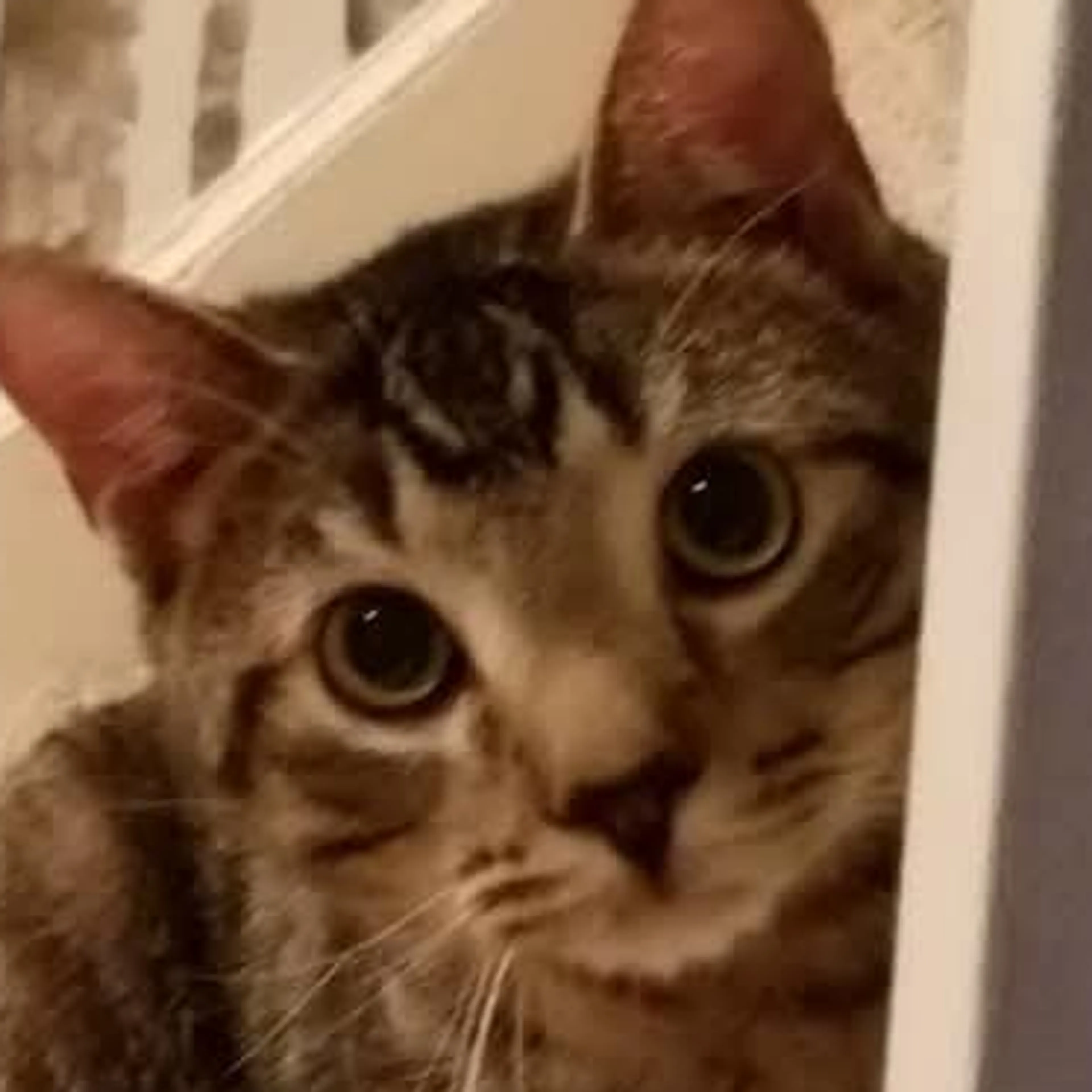 Lost pet-2