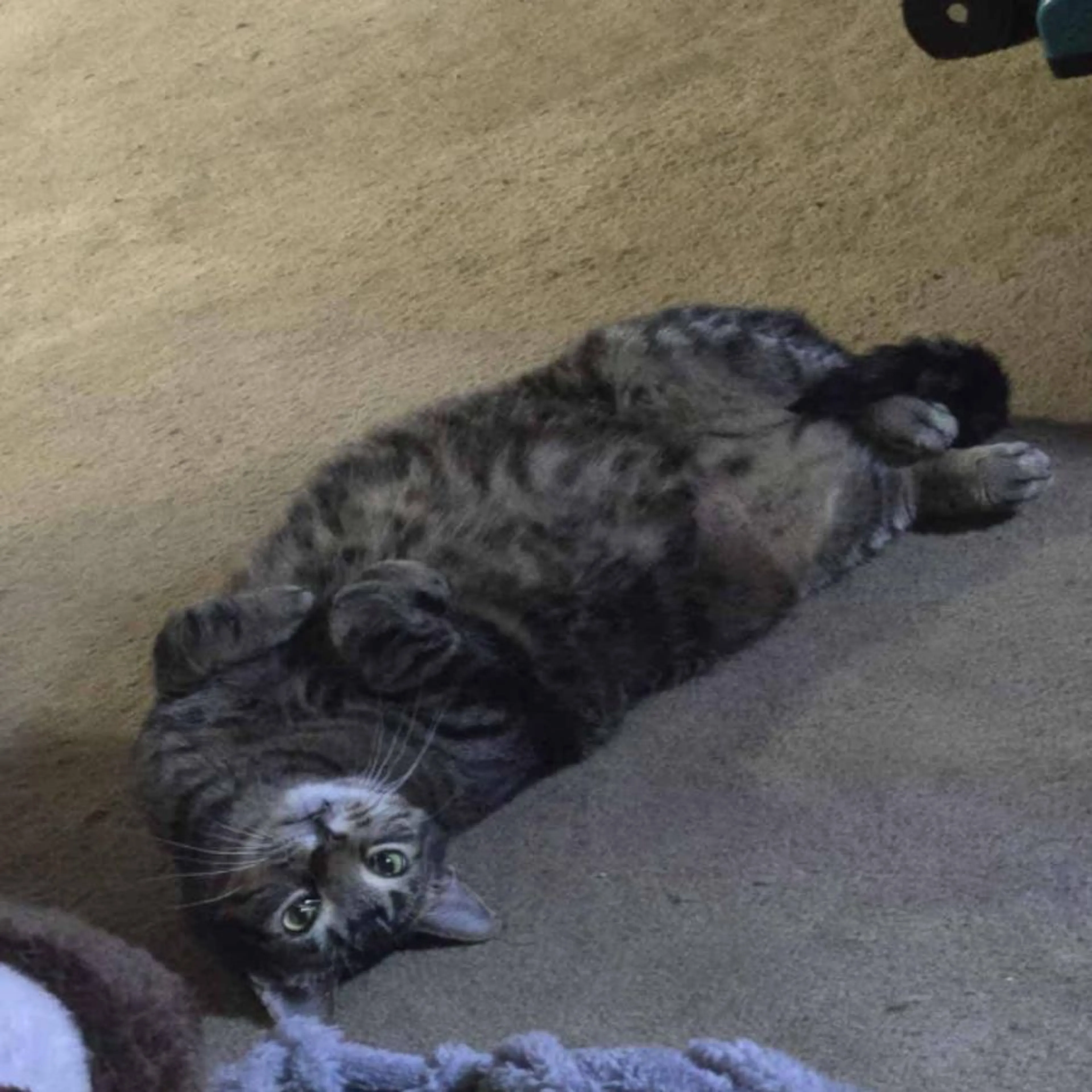 Lost pet-0