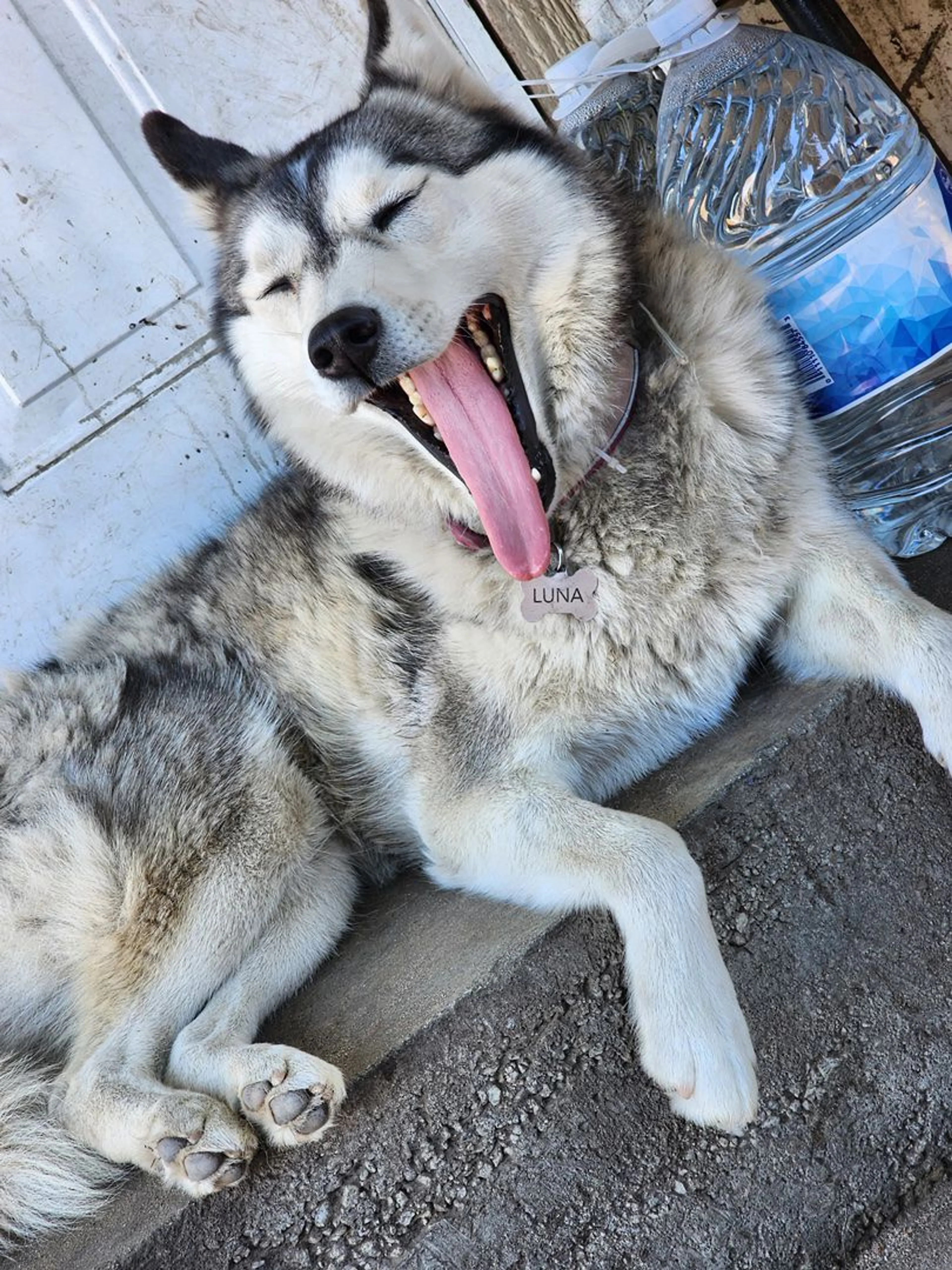 Lost pet-0