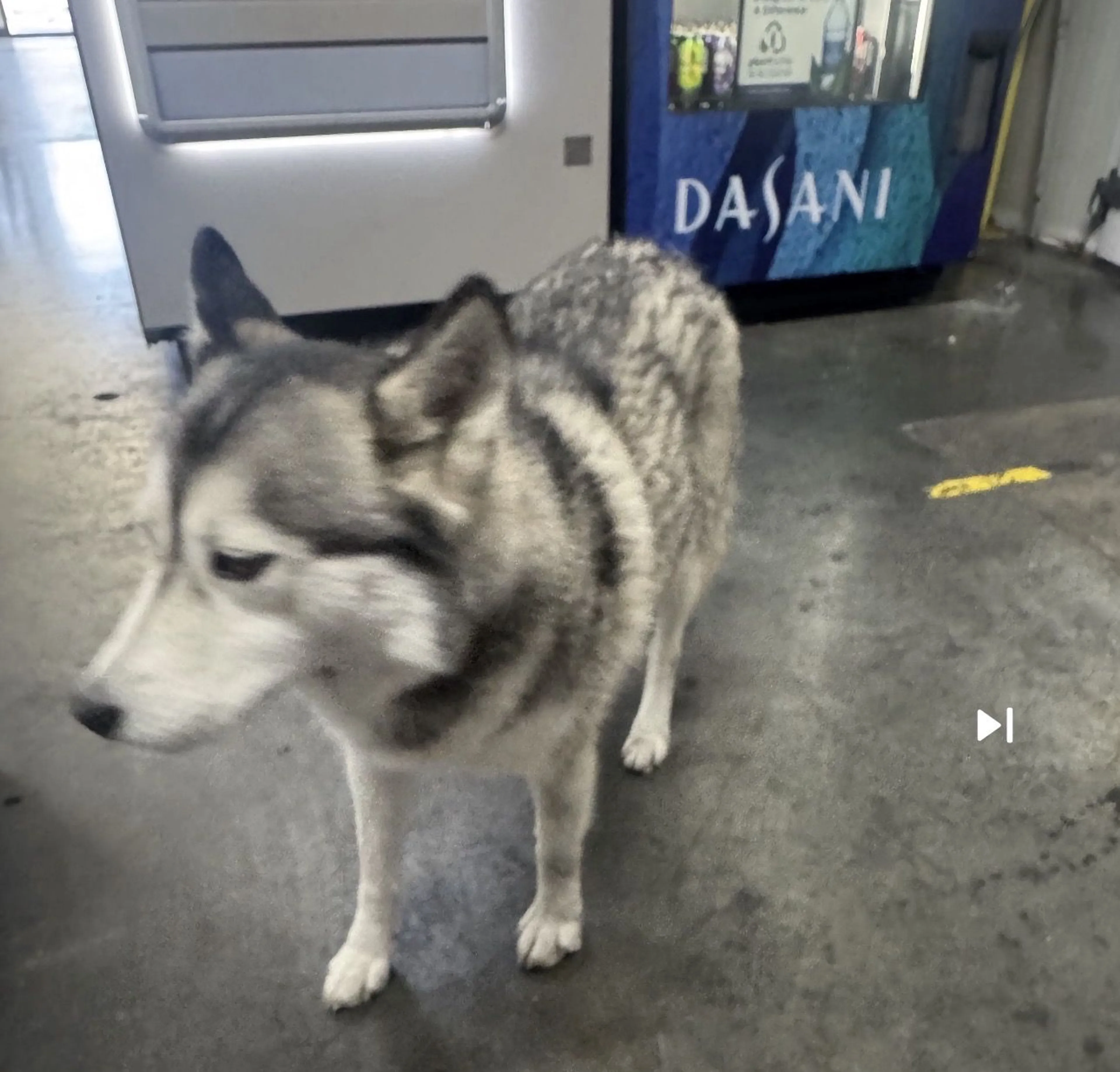 Lost pet-2