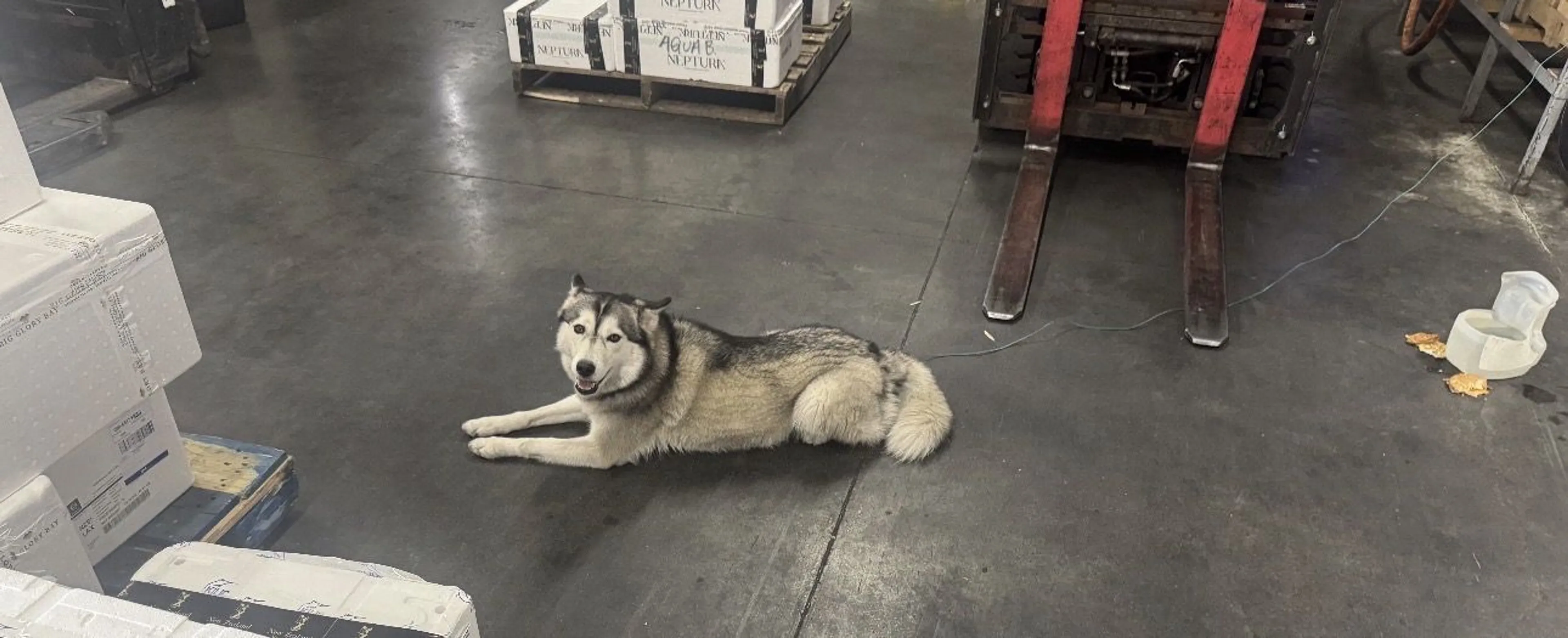 Lost pet-1
