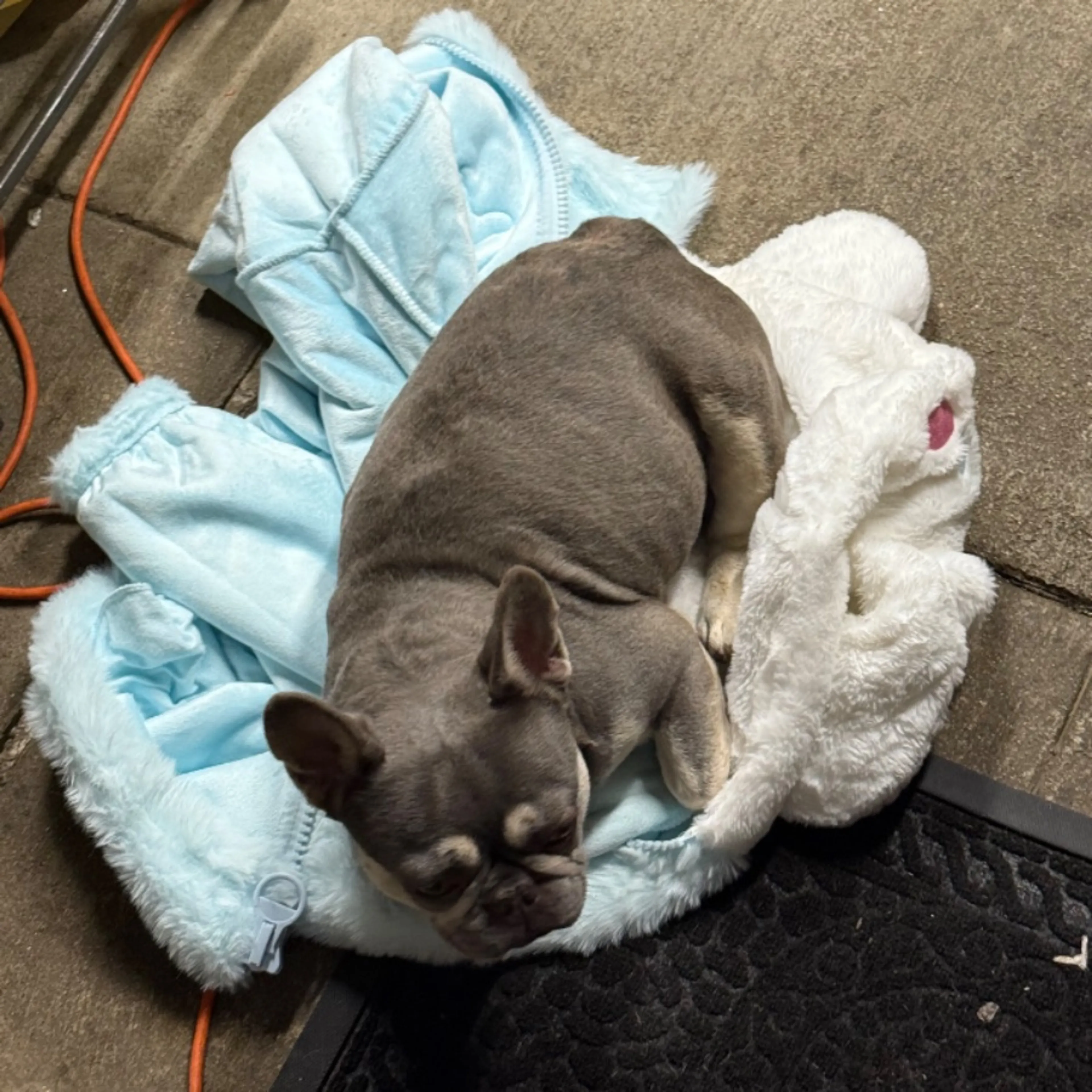 Lost pet