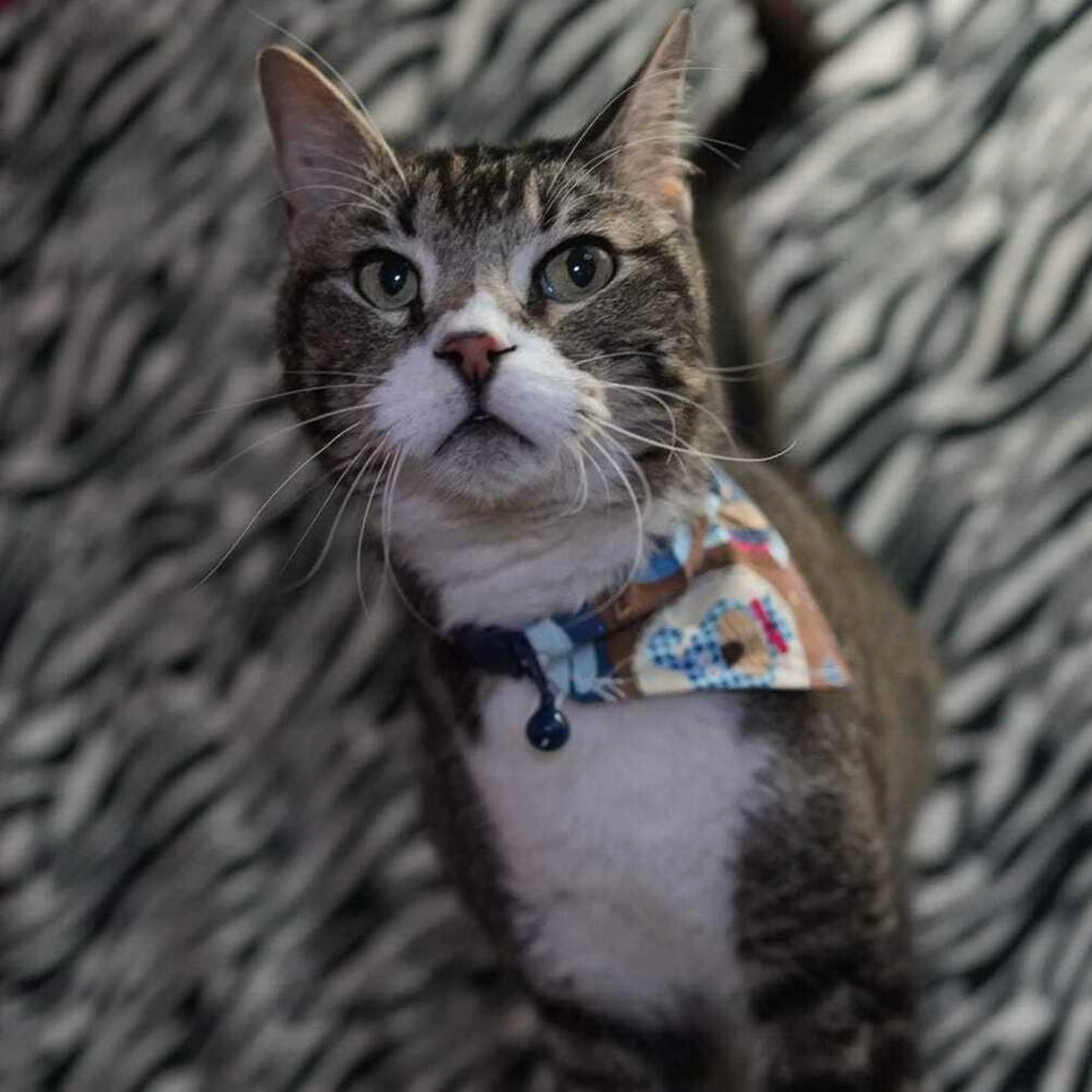 Found pet-1