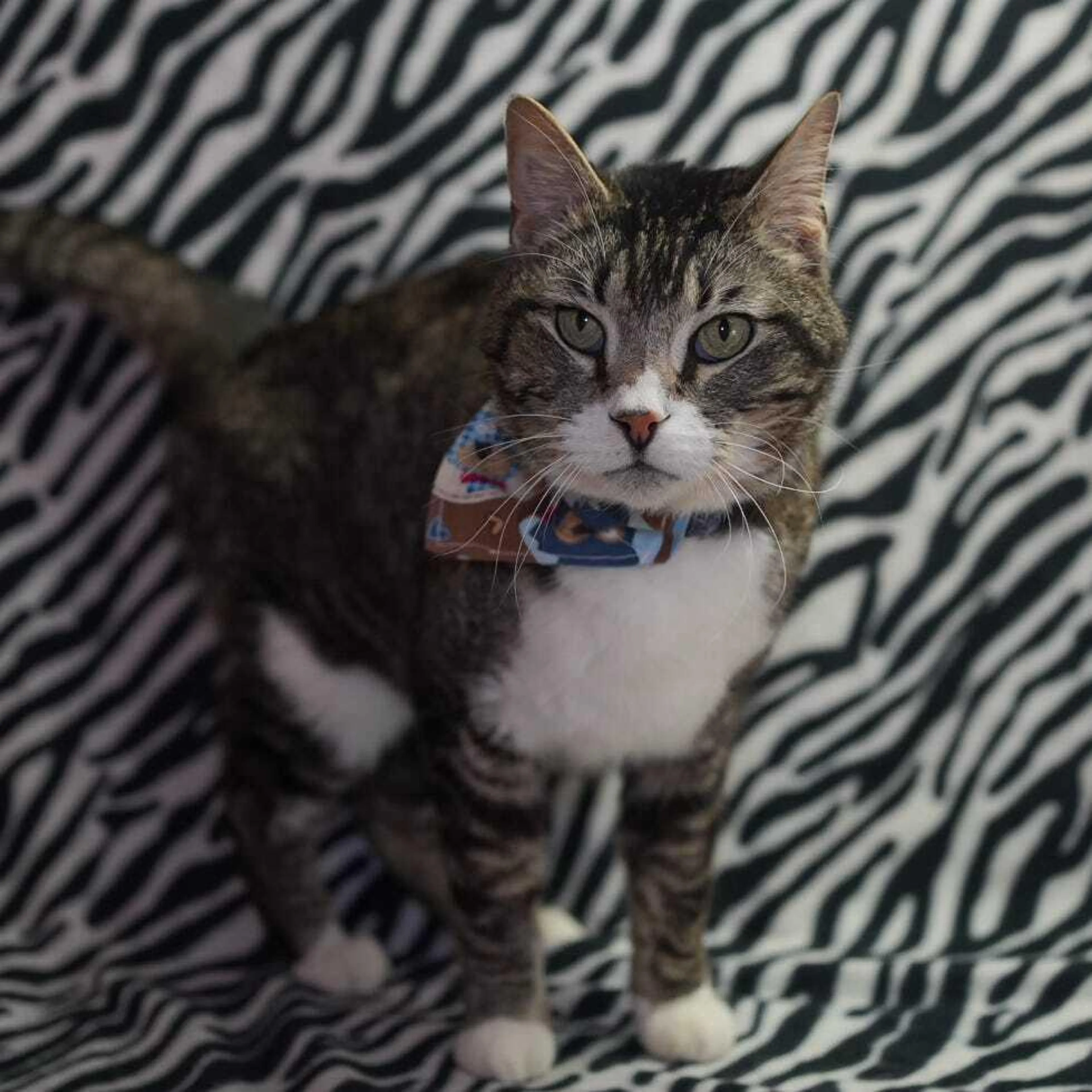 Found pet-2