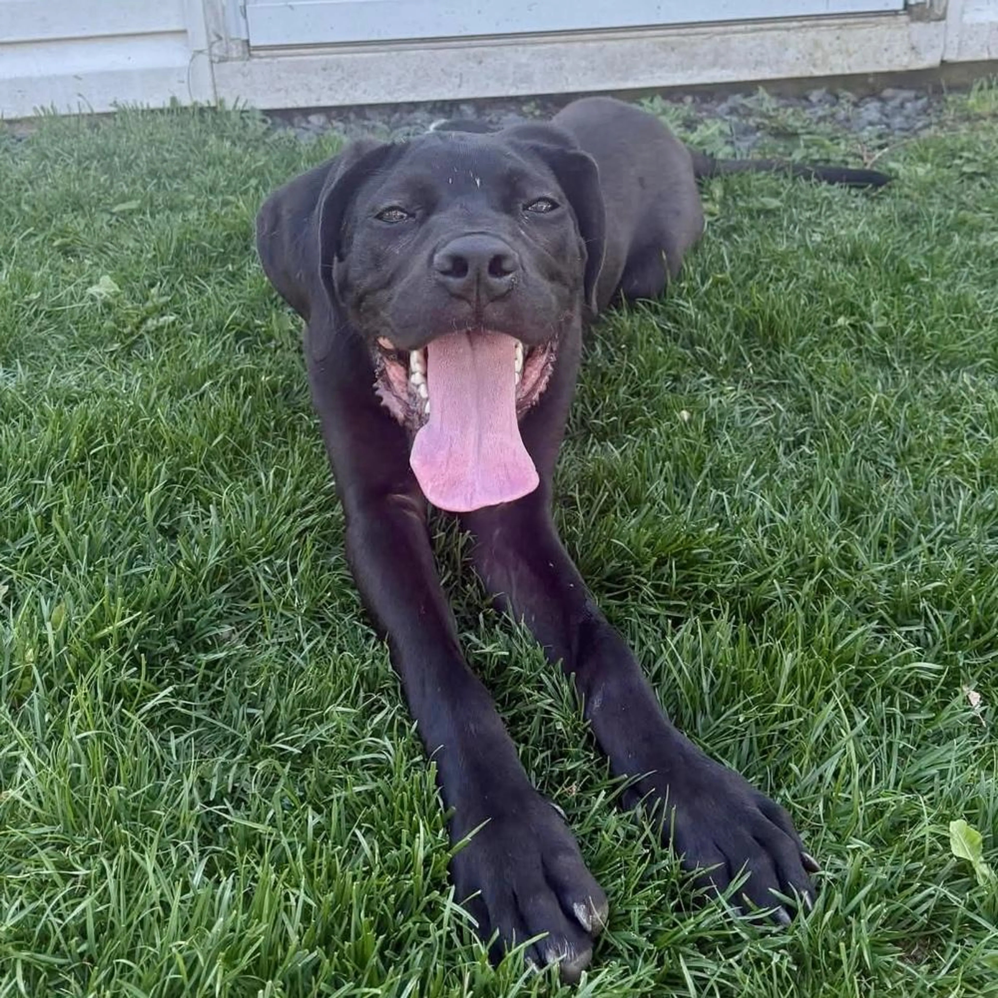 Found pet-3