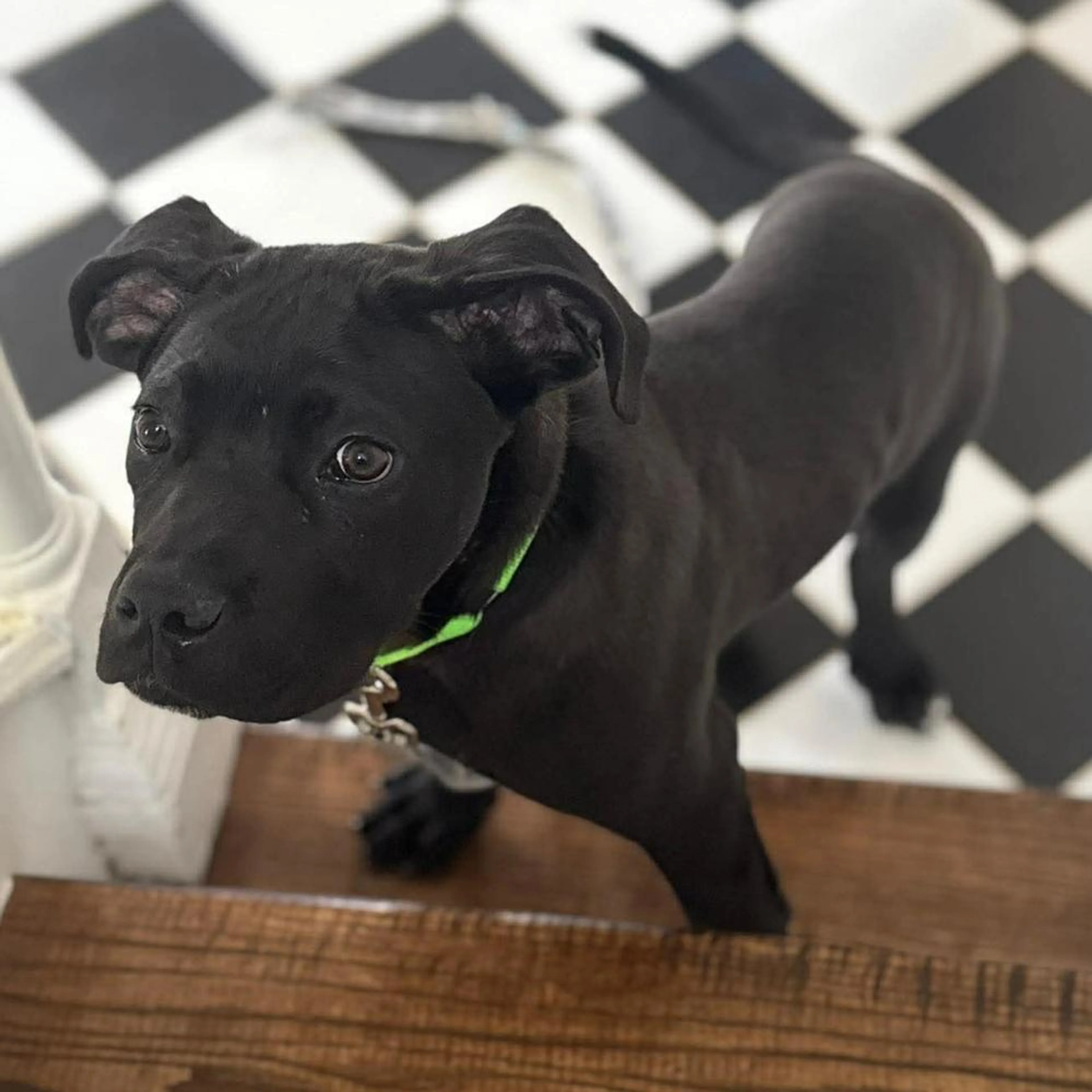 Found pet-1