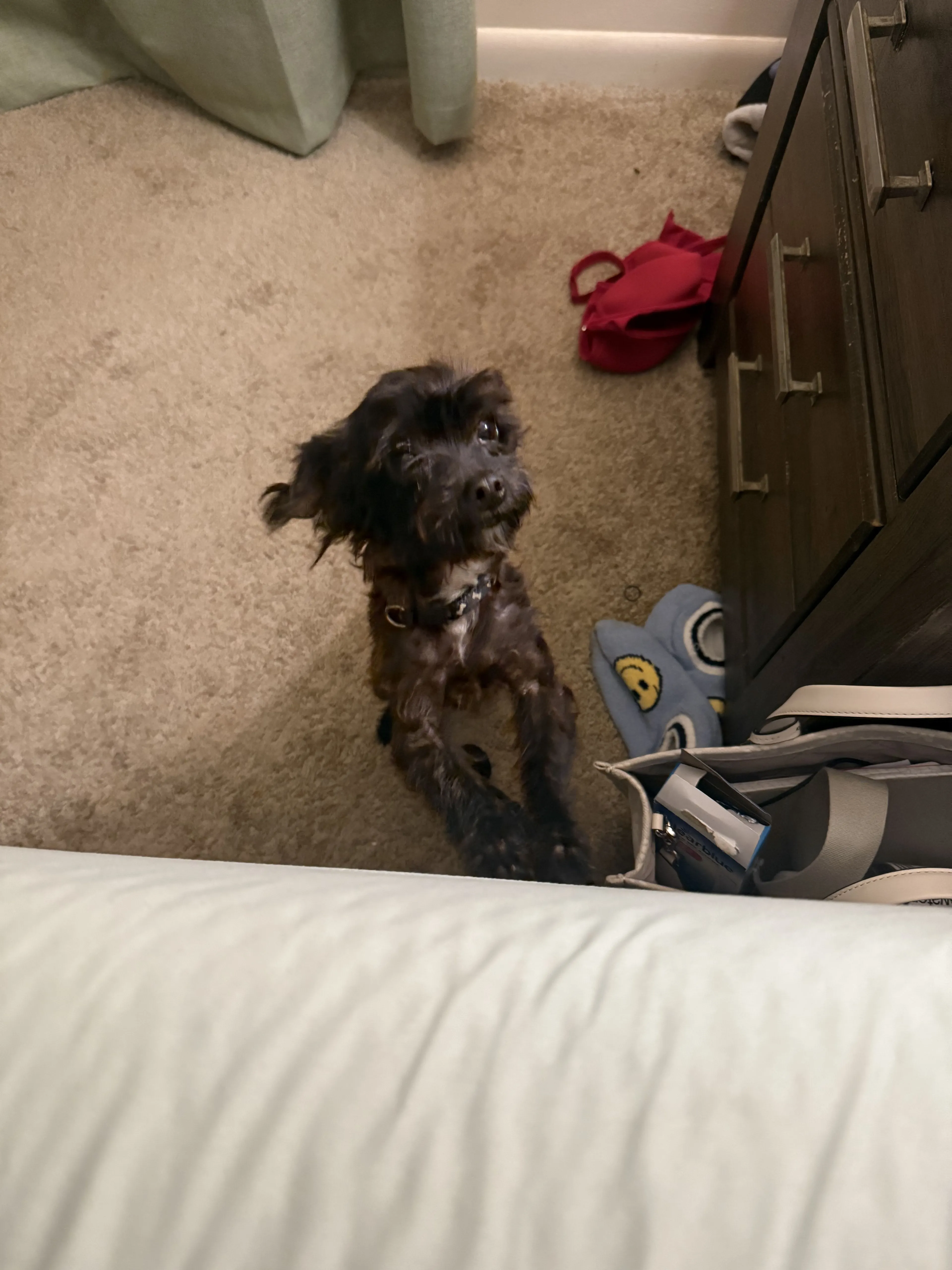 Lost pet-3