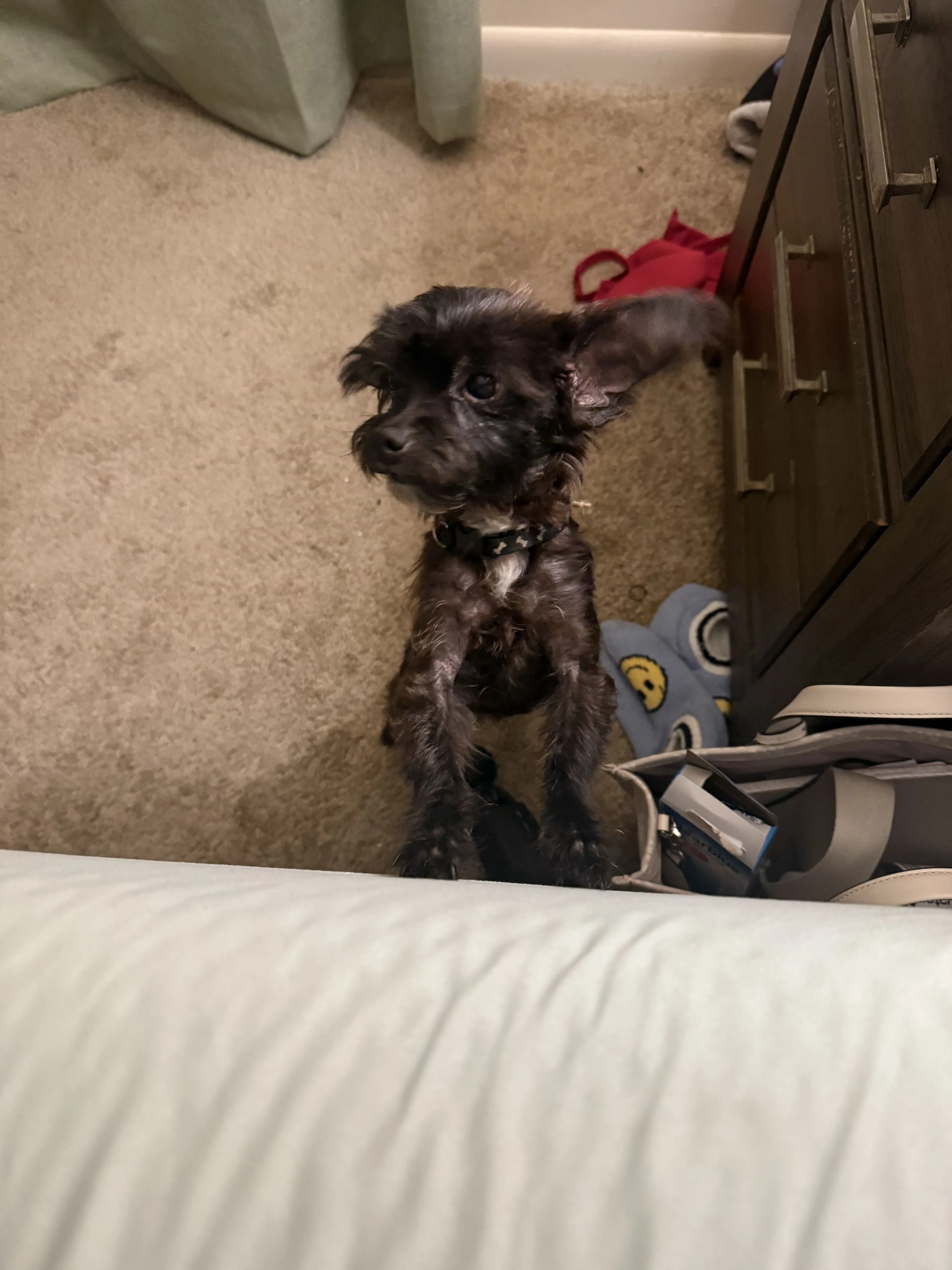 Lost pet-2