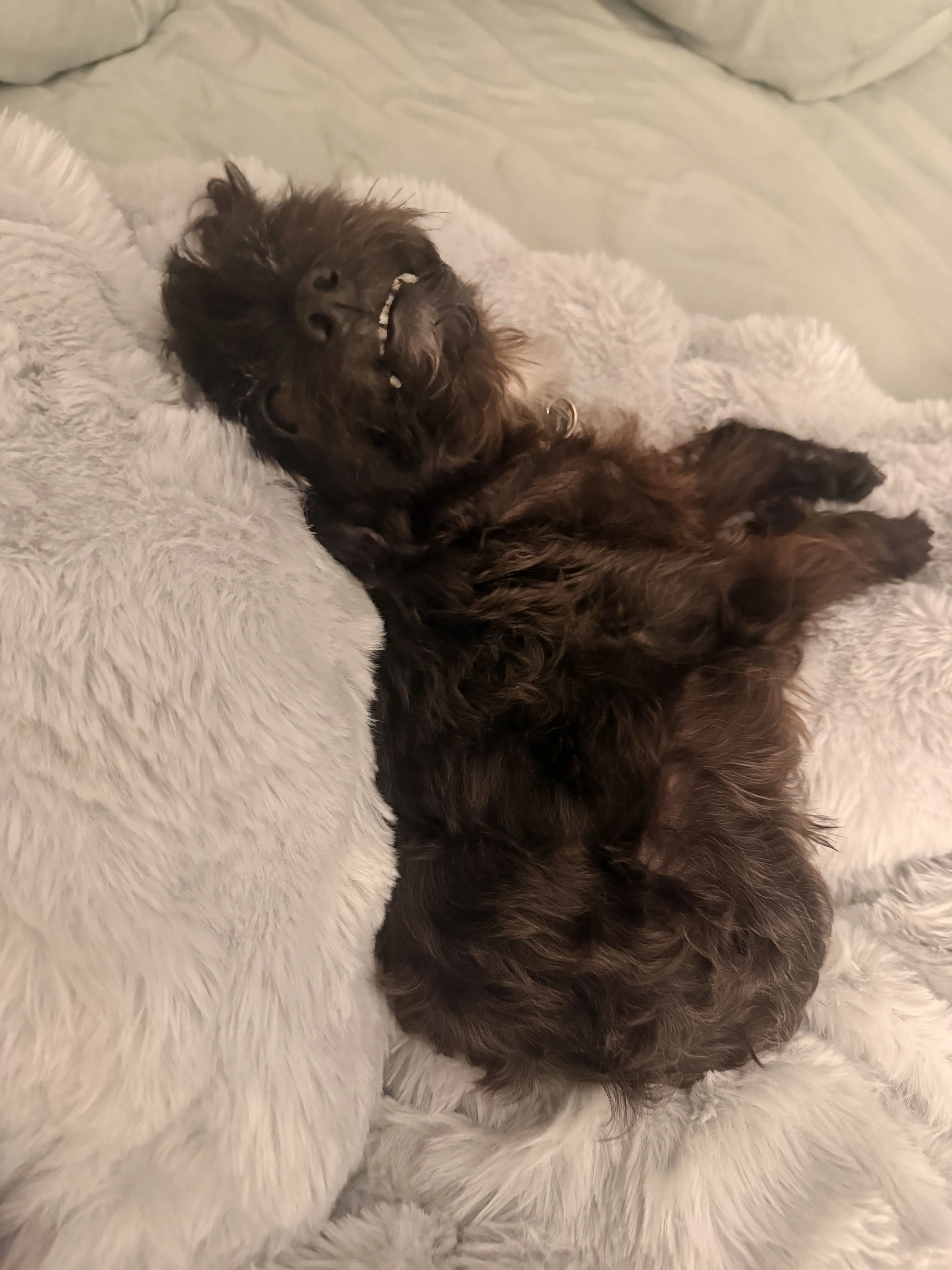 Lost pet-1